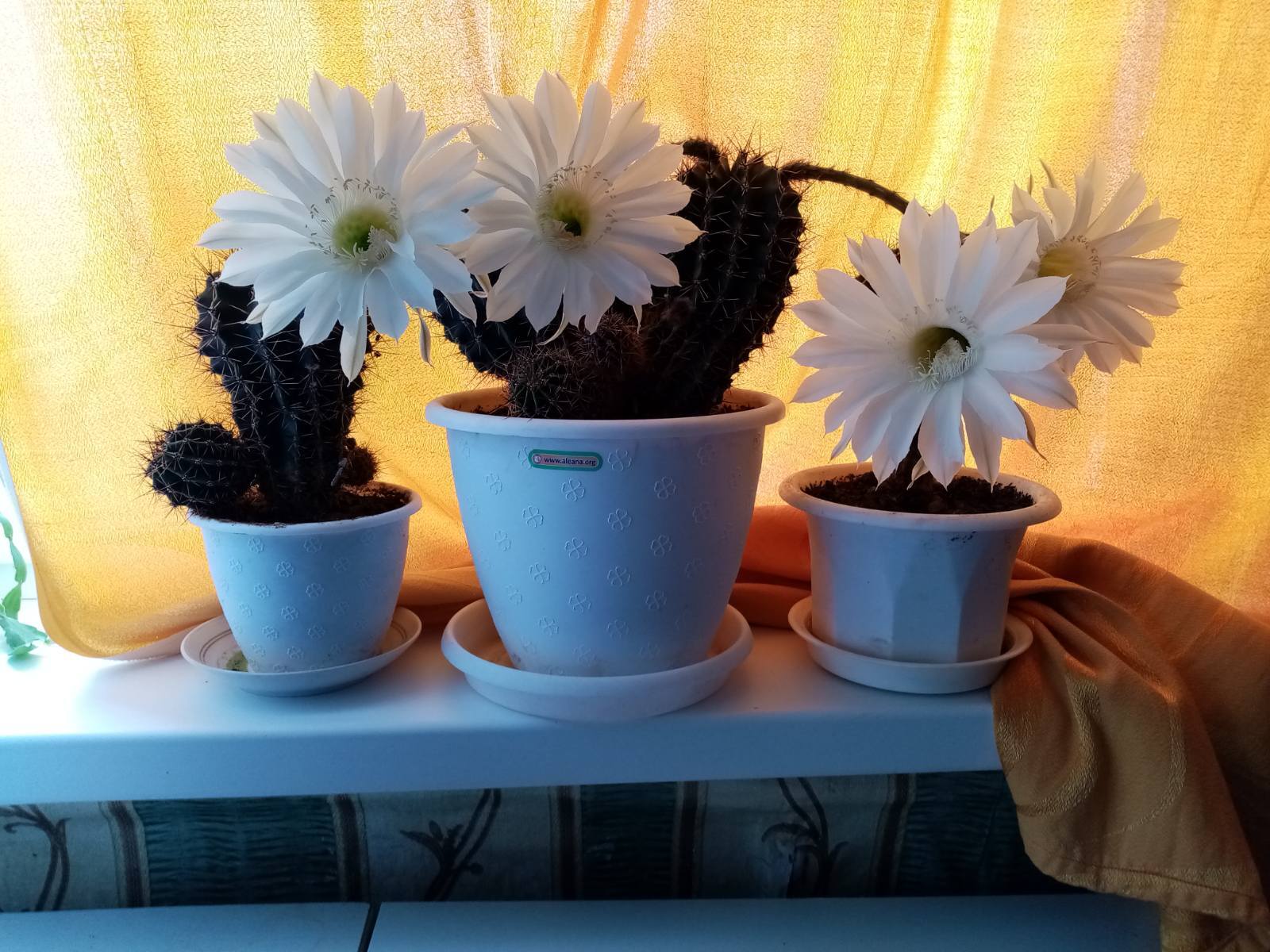 cacti bloomed - My, Blooming cacti, Cactus, Smile, Milota, Kindness