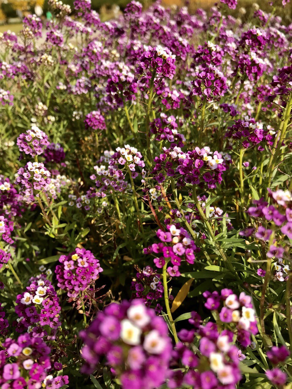 Continuation of the post A walk to the Central Siberian Botanical Garden of the SB RAS - My, The photo, Nature, Russia, The nature of Russia, Sky, Forest, Novosibirsk, Akademgorodok, Novosibirsk region, With RAS, Botanical Garden, beauty, Walk, Walk in the woods, Macro photography, Landscape, Mobile photography, Reply to post, Autumn, Longpost