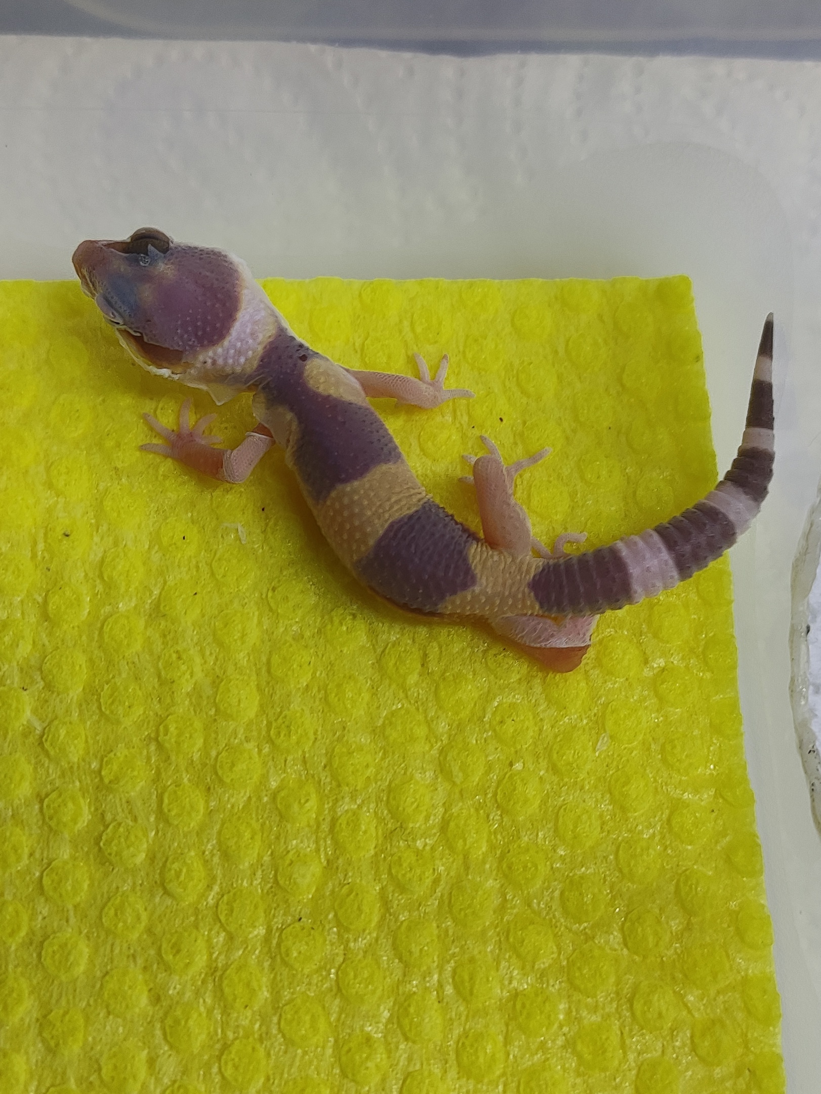 The first molt is the most important stage in the life of Eublefars. - My, Eublefar, Gecko, Molting, Important day, Terrarium, Hobby, Breeding, Video, Video VK, Longpost