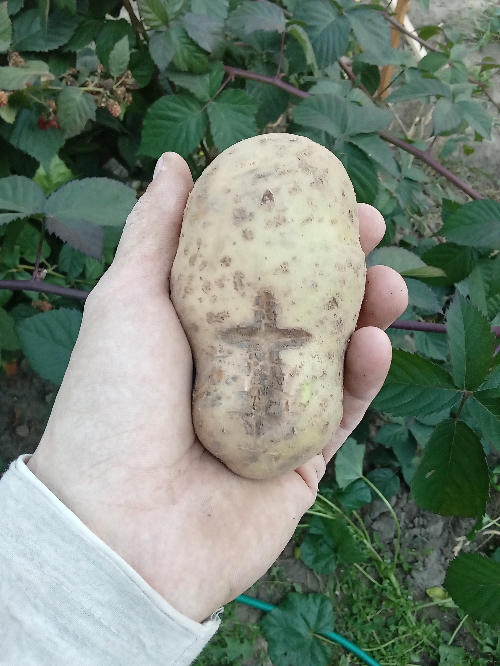 What has grown has grown - My, Harvest, Potato