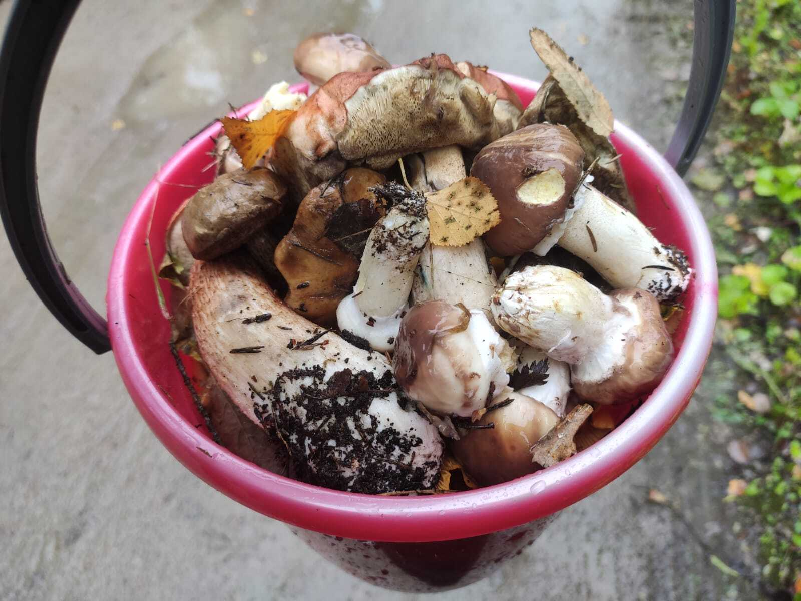 A little bit for a roast) - My, Mushrooms, Forest