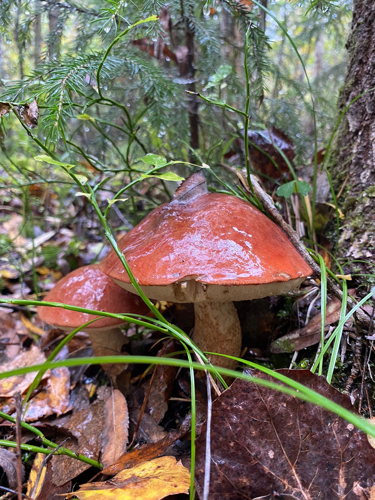 A little bit for a roast) - My, Mushrooms, Forest