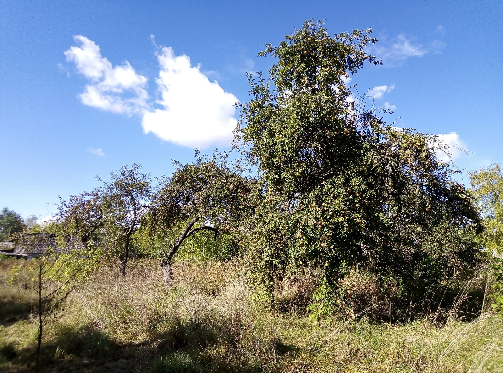 old apple orchard - My, Garden, The photo, Apple tree, Longpost