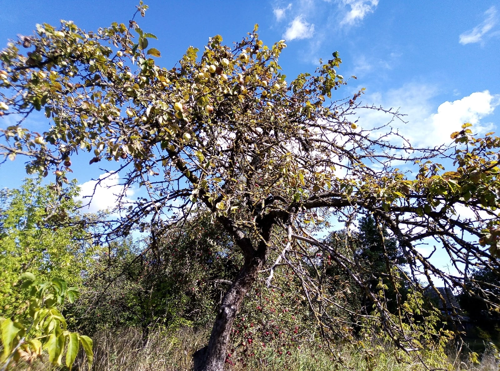 old apple orchard - My, Garden, The photo, Apple tree, Longpost