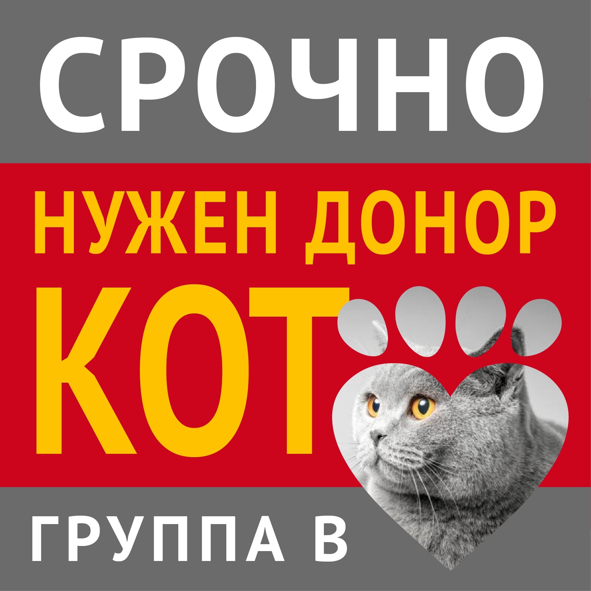 Москва. Коту необходима кровь группы В - Без рейтинга, Кот, Донор, Помощь животным, Москва, Британская короткошерстная, Британская длинношерстная, Шотландская вислоухая, Шотландская прямоухая, Экзот, Корниш-Рекс, Девон-Рекс, Сфинкс, Ветеринария