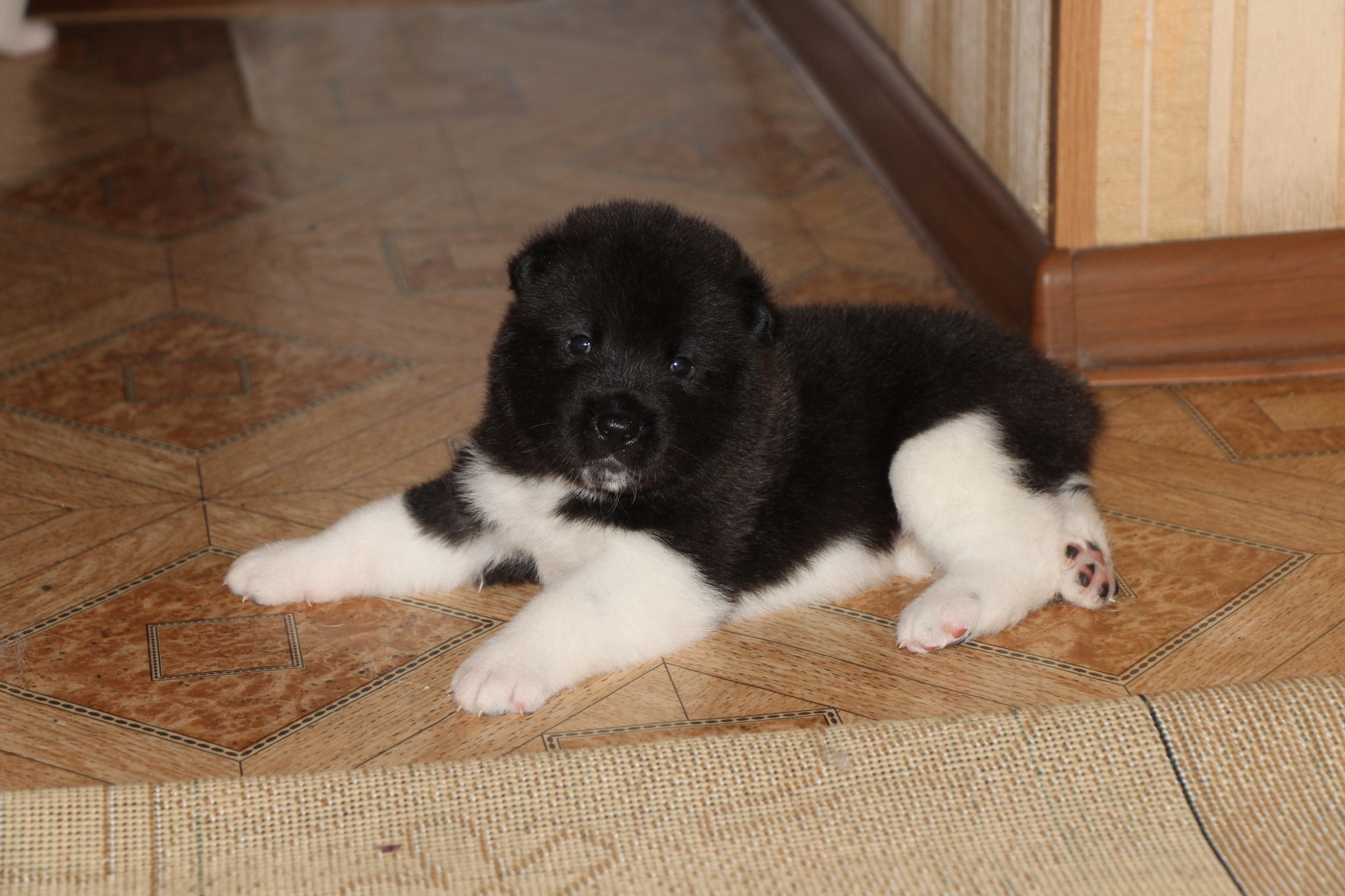 Akitos are growing... - My, American Akita, Dog, Puppies, Dog days, Longpost