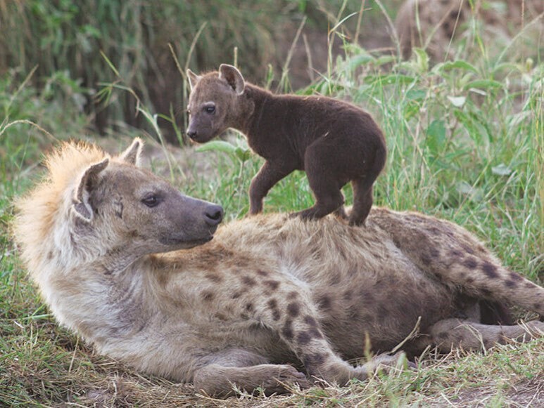 mother and child - Spotted Hyena, Hyena, Young, Predatory animals, Animals, Wild animals, wildlife, Nature, Africa, The photo, Milota