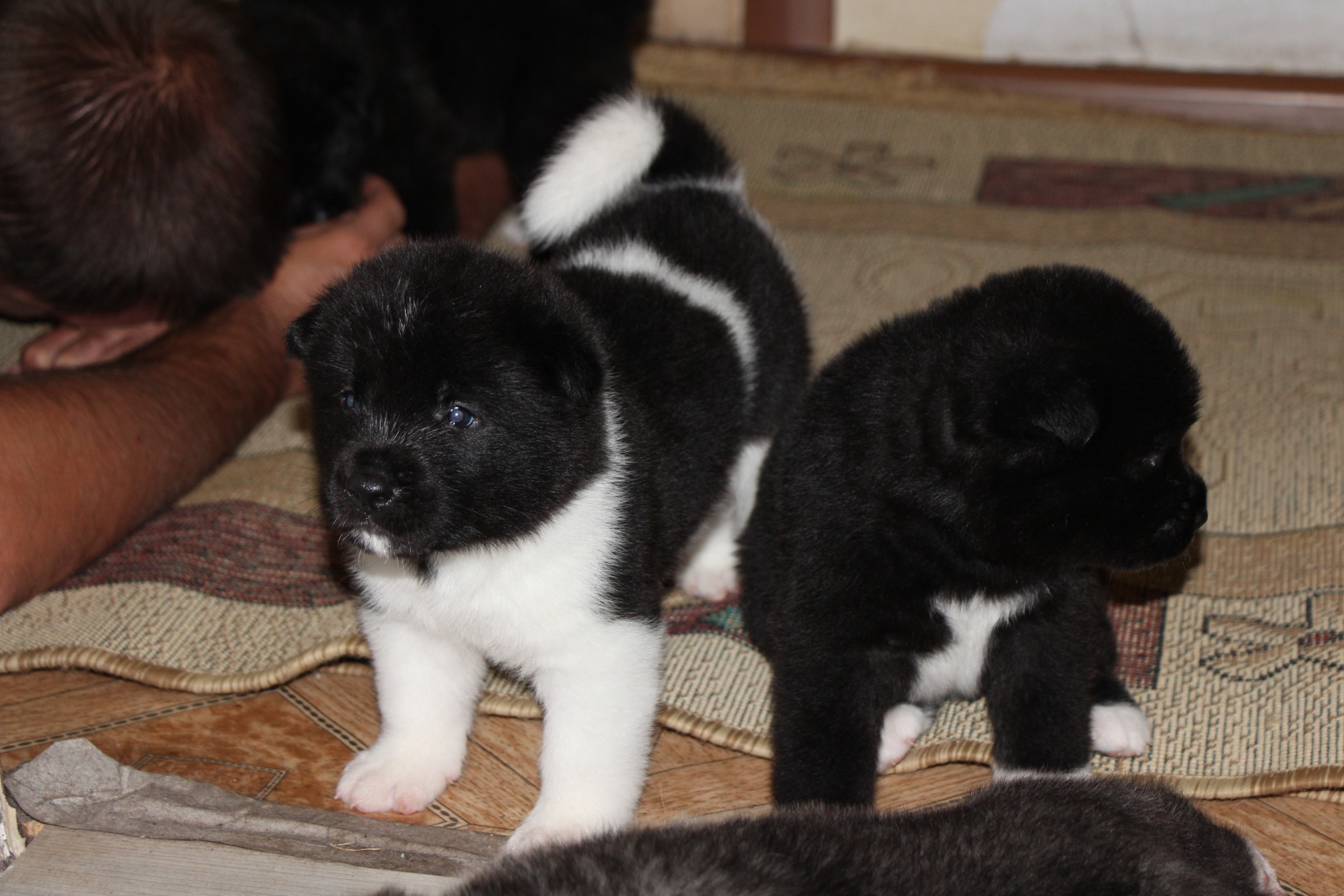 Akitos are growing... - My, American Akita, Dog, Puppies, Dog days, Longpost