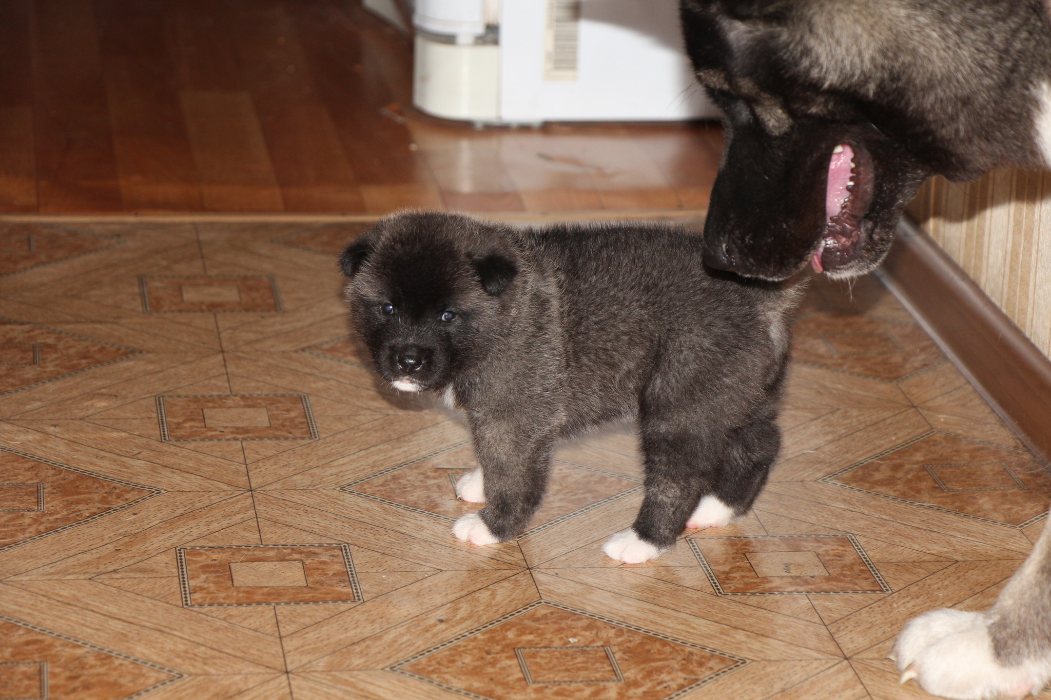 Akitos are growing... - My, American Akita, Dog, Puppies, Dog days, Longpost