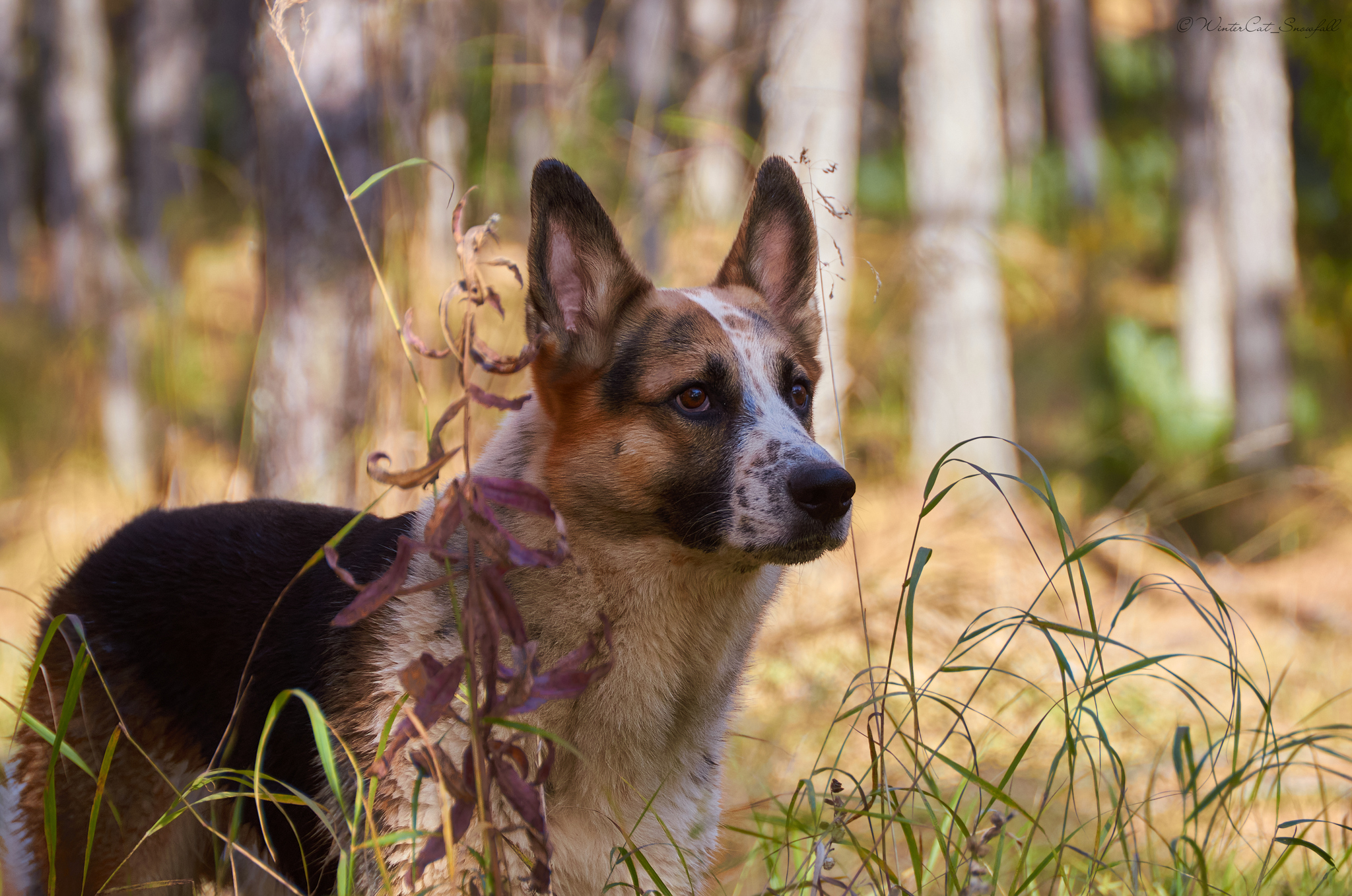 Because Lucky is love - My, Picture with text, Dog, Photographer, The photo