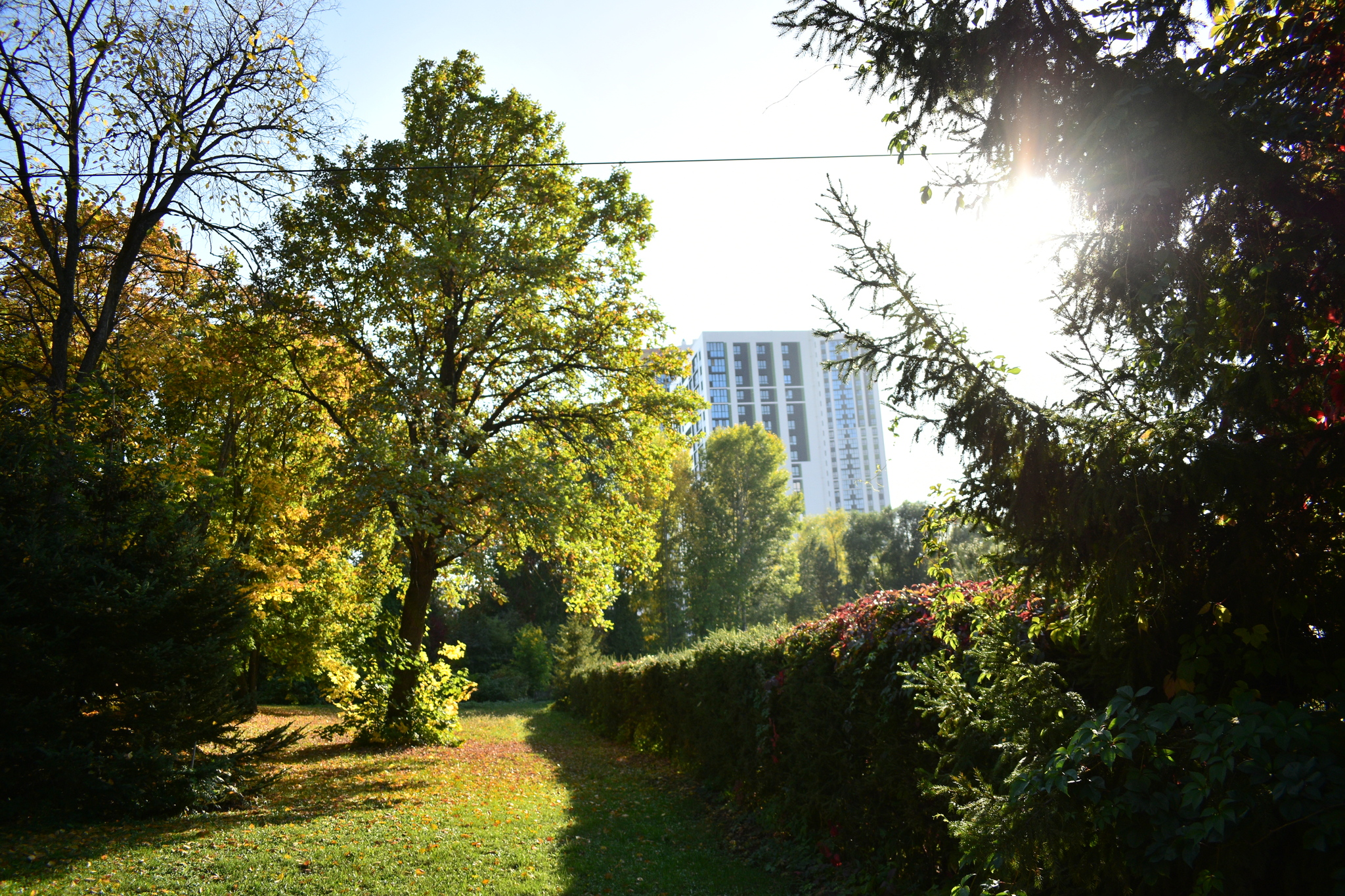 autumn greenery - My, The photo, The park, Grass, Tree, Autumn