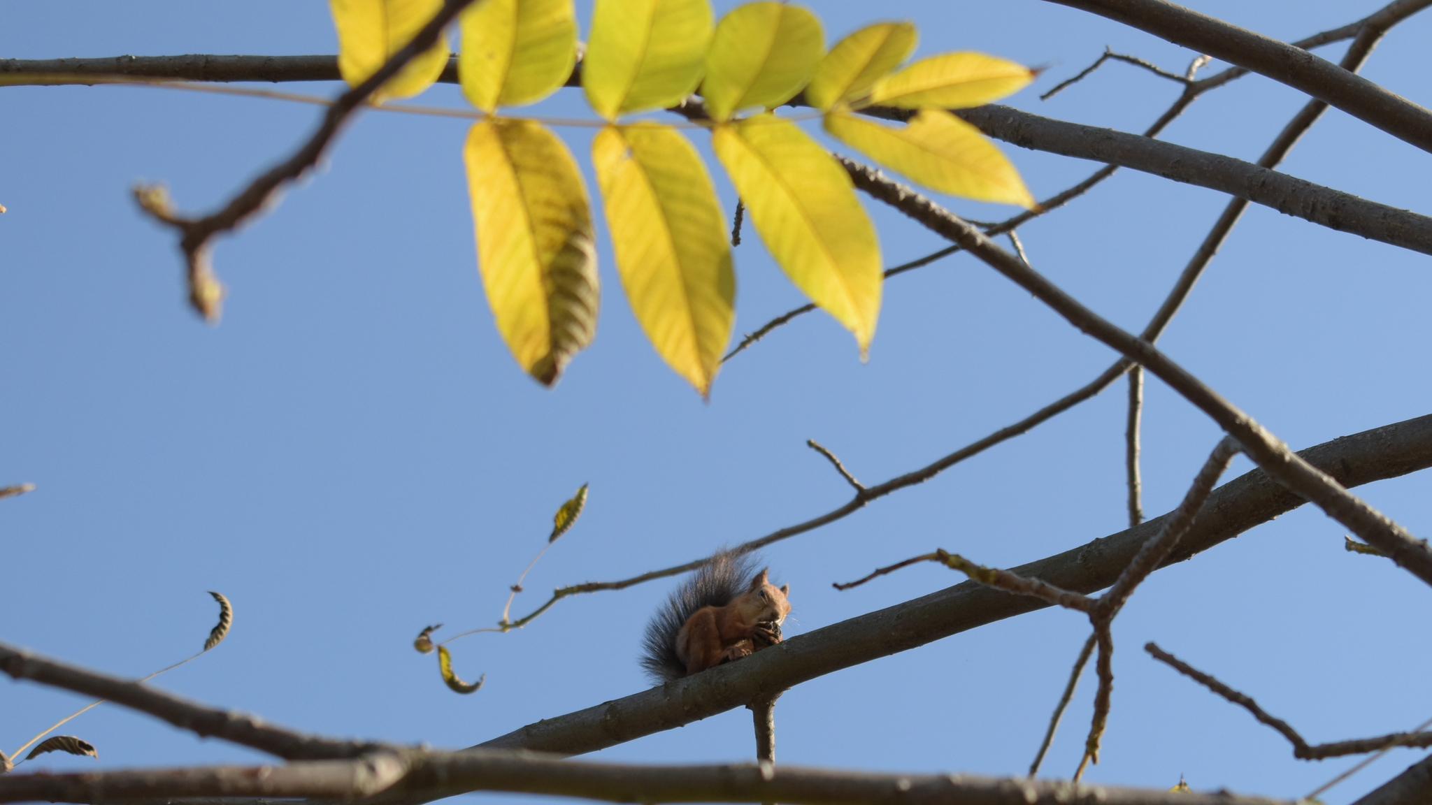 Squirrel in the ass anchor - My, The photo, Anchor, Squirrel