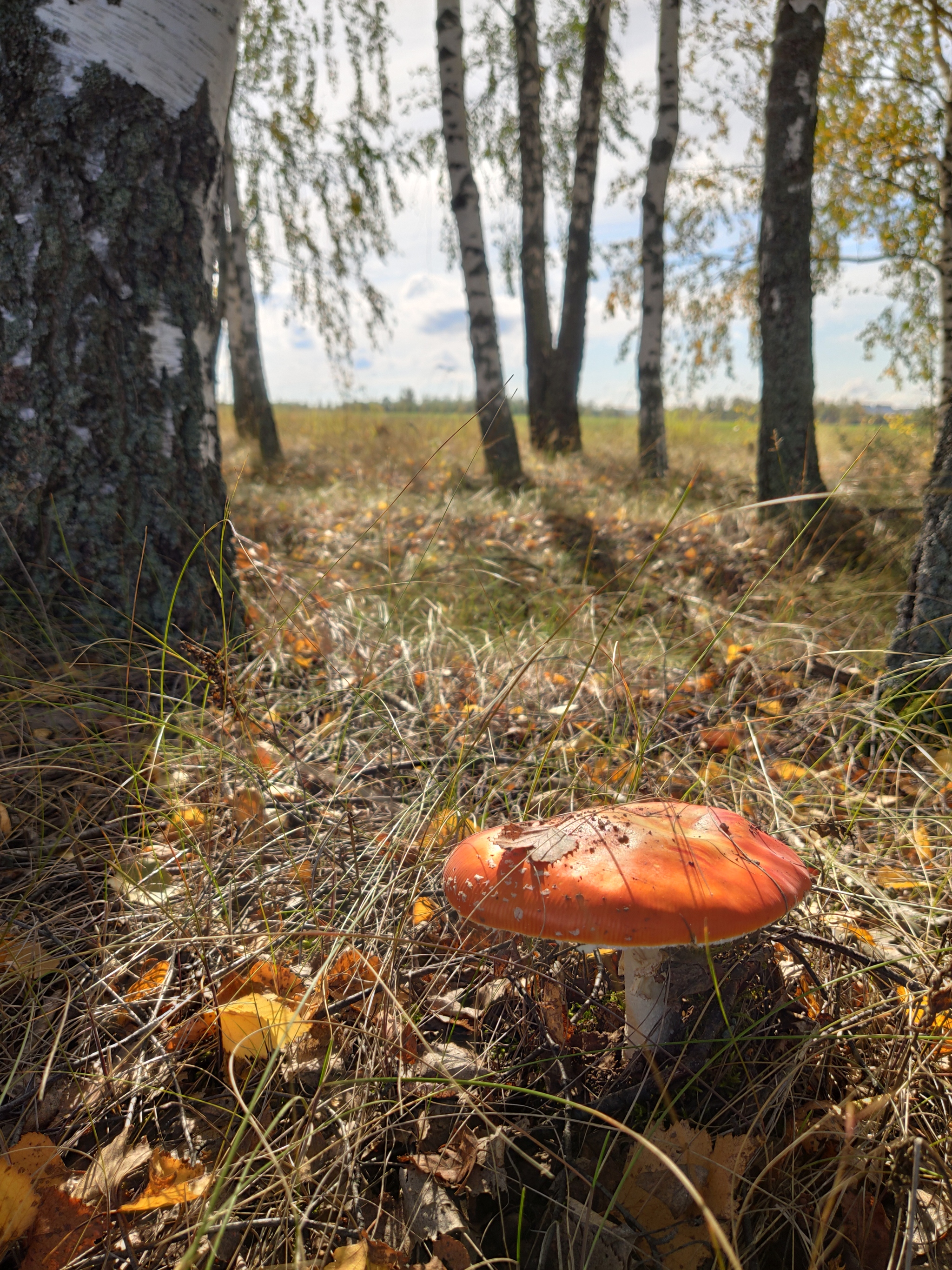 Грибочек - Моё, Фотография, Мобильная фотография, Фото на тапок, Грибы