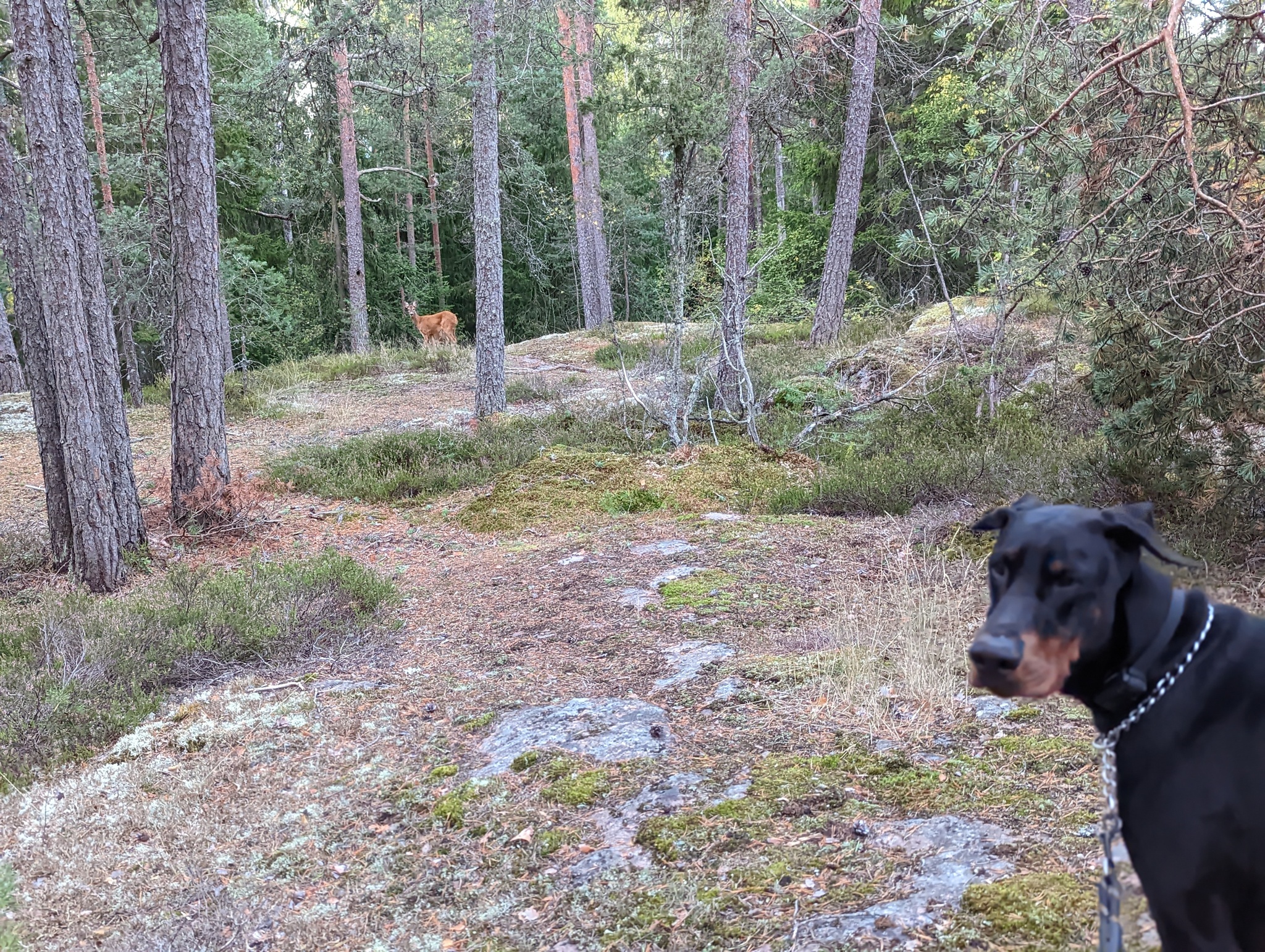 That look when they don't let you catch a roe deer) - My, Finland, Dog, Doberman, Roe, The park