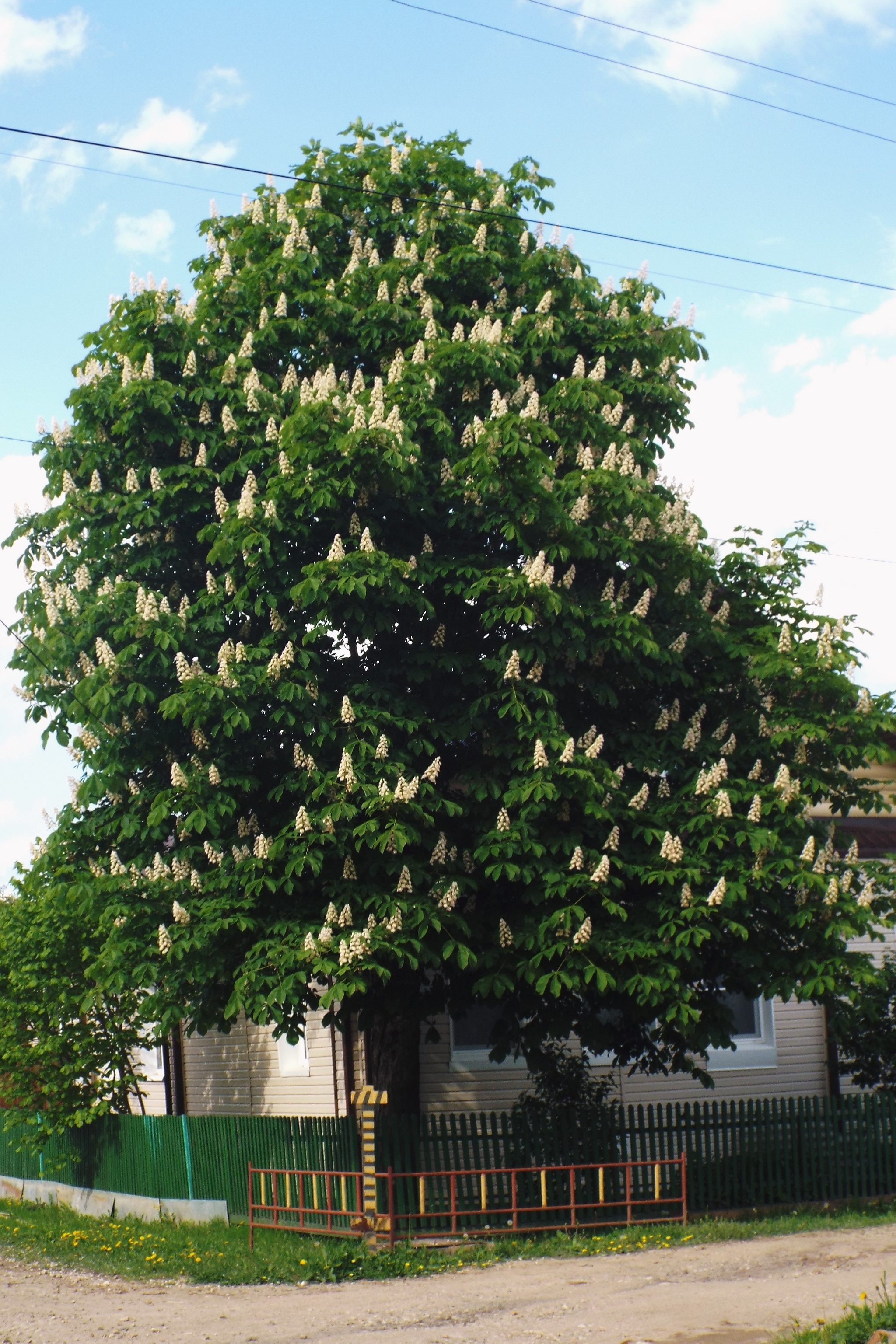 The chestnuts have arrived! - My, Chestnut, Package, Good deeds, Garden, Gardening, Longpost