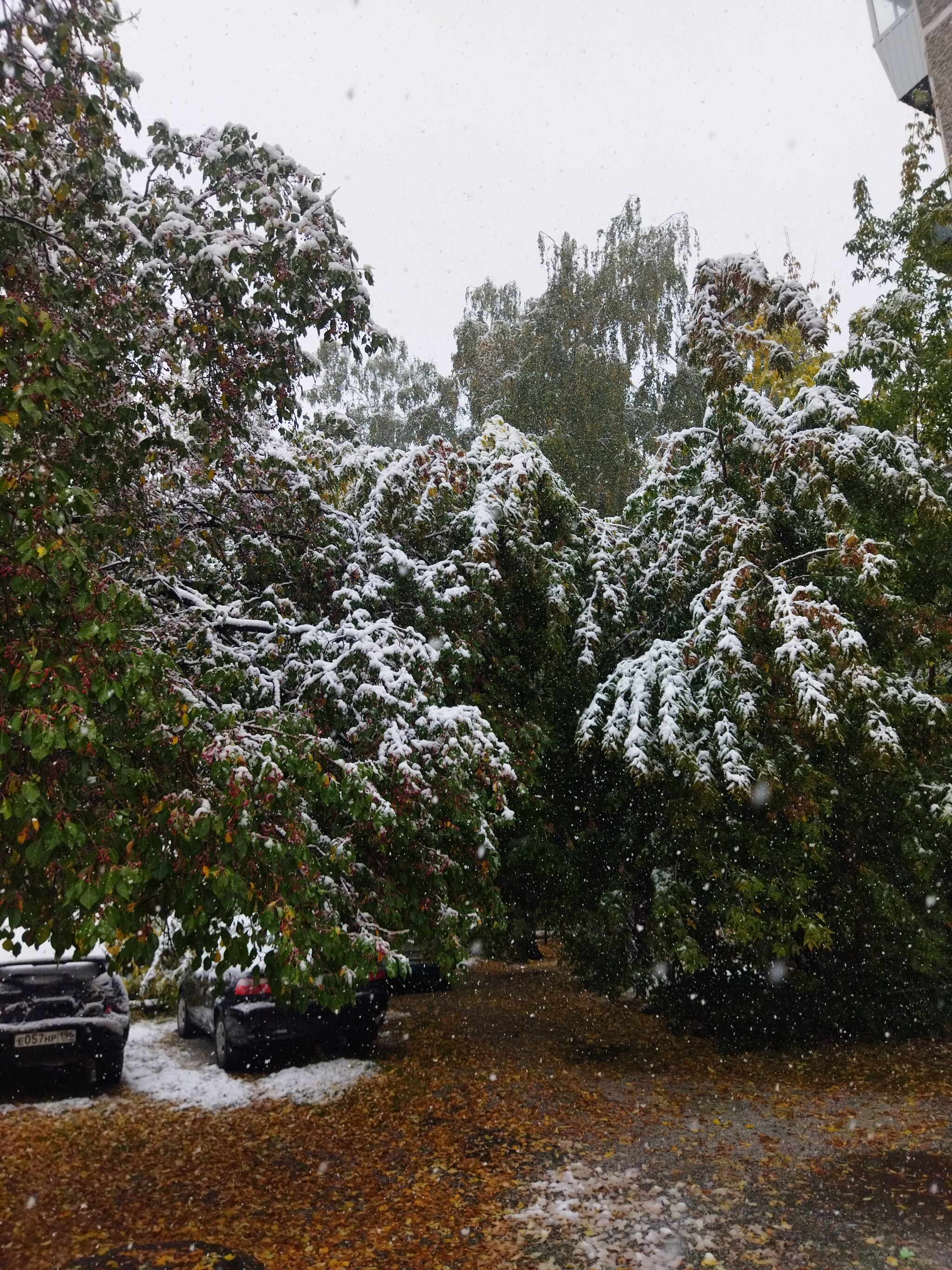 Ekb today - My, Yekaterinburg, Weather, Snow, Tree, Longpost, September