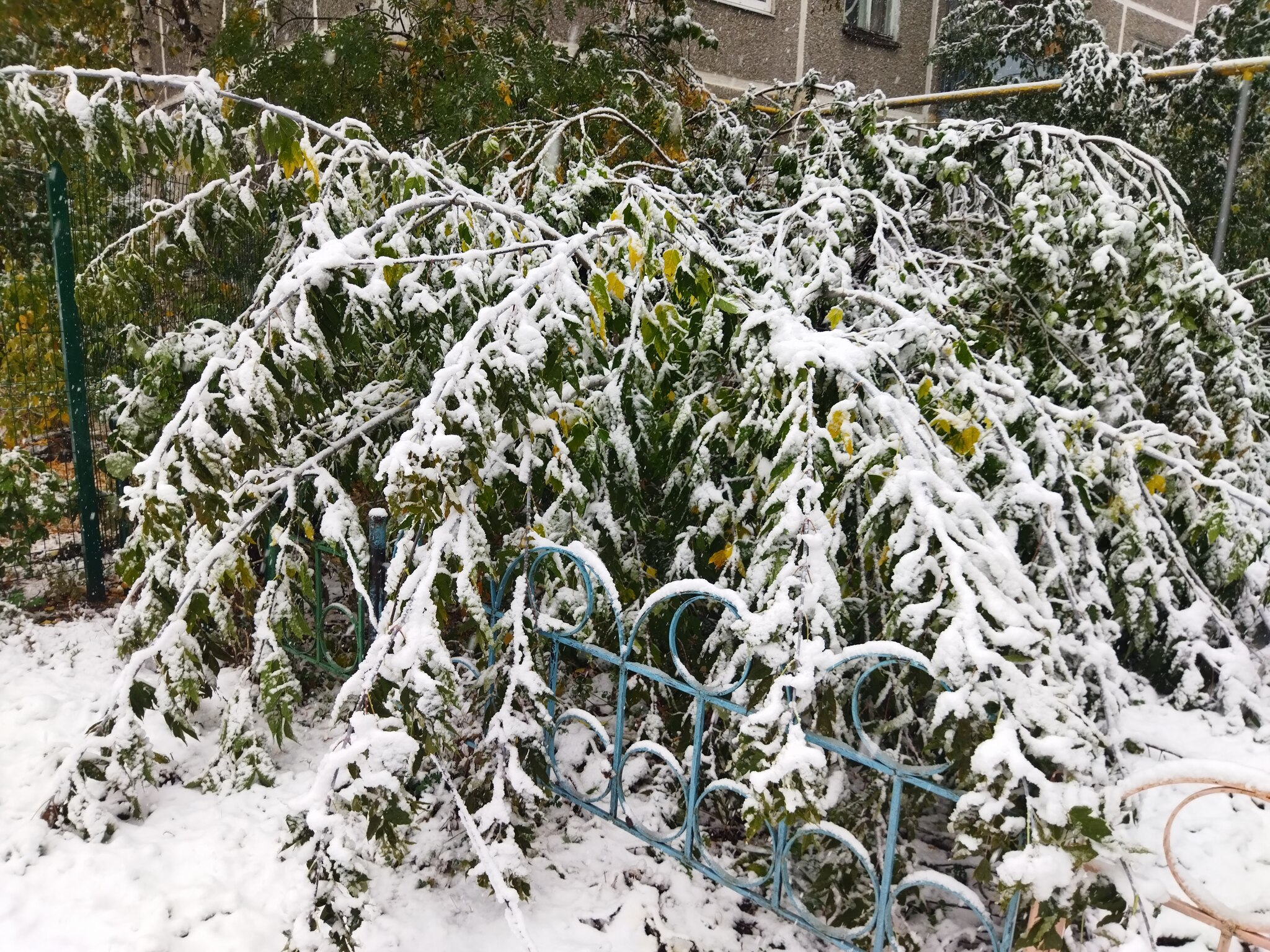 Ekb today - My, Yekaterinburg, Weather, Snow, Tree, Longpost, September