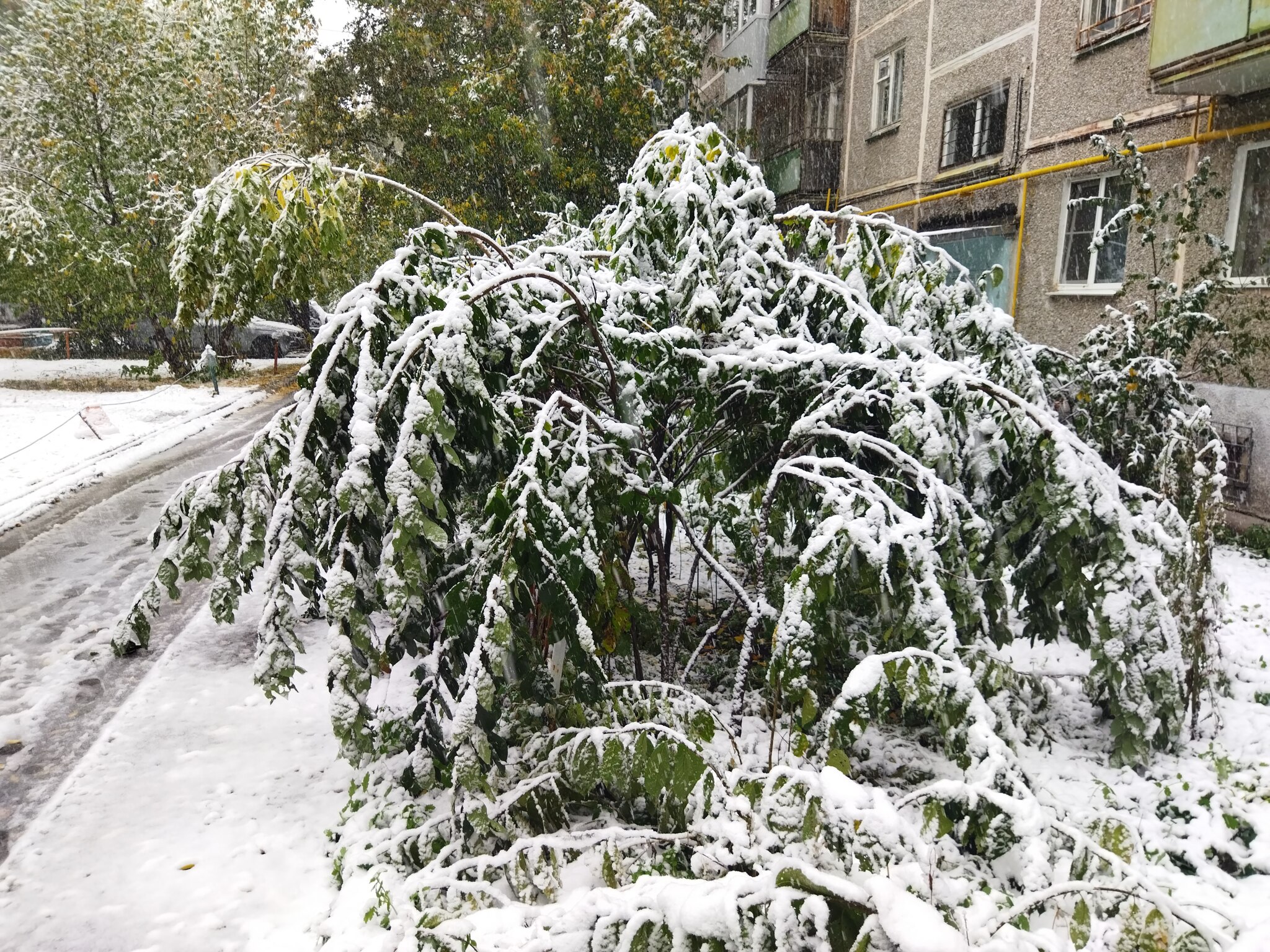 Ekb today - My, Yekaterinburg, Weather, Snow, Tree, Longpost, September