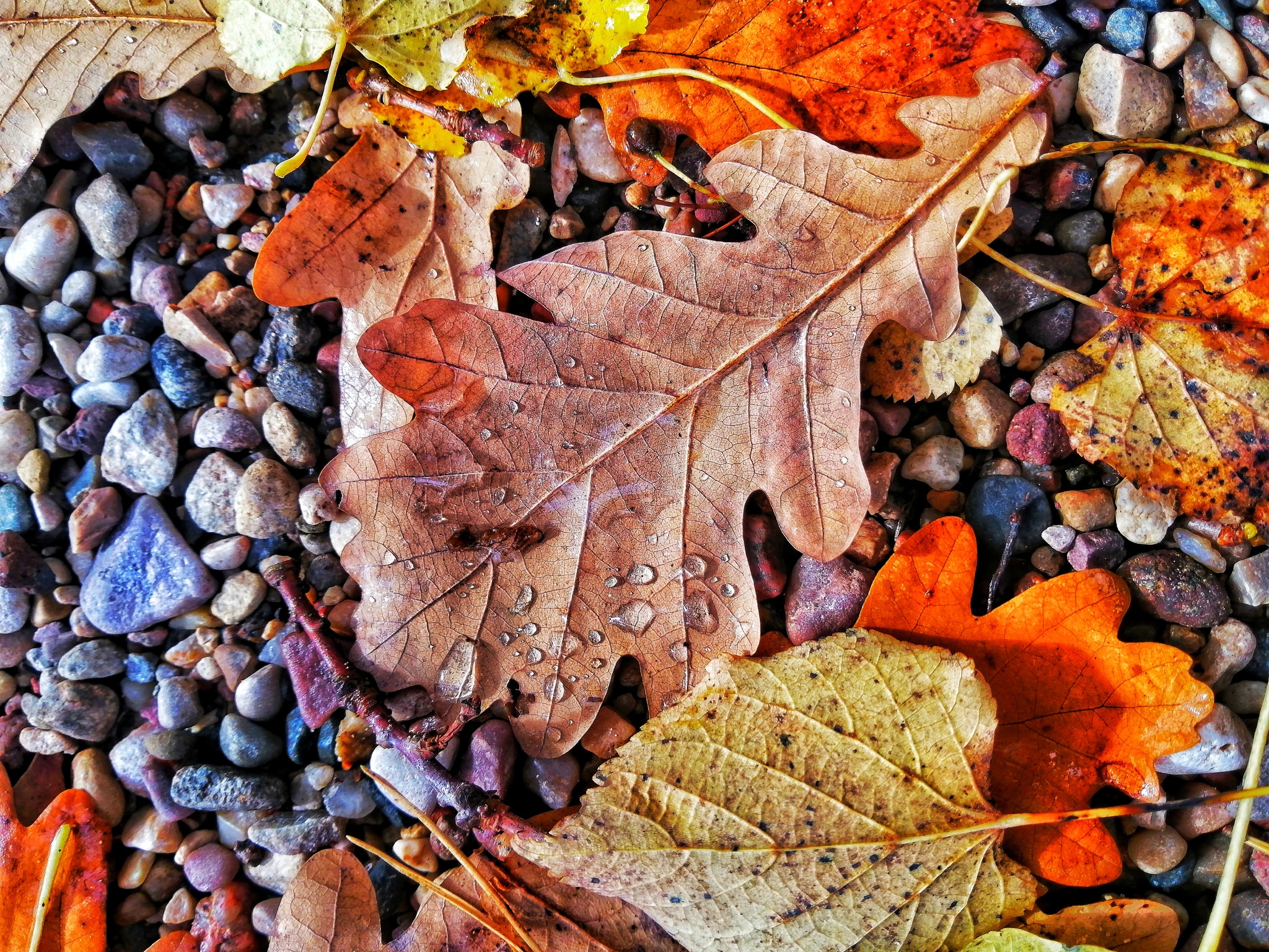 Autumn is in your feed - My, Museum, Mobile photography, Weekend, Relaxation