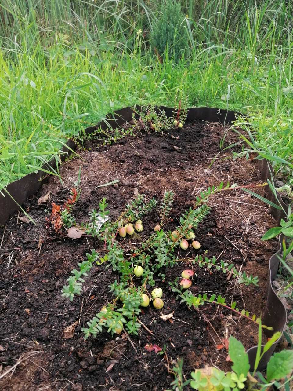 Cranberries - first harvest - My, Harvest, Gardening, Cranberry, Longpost, Berries