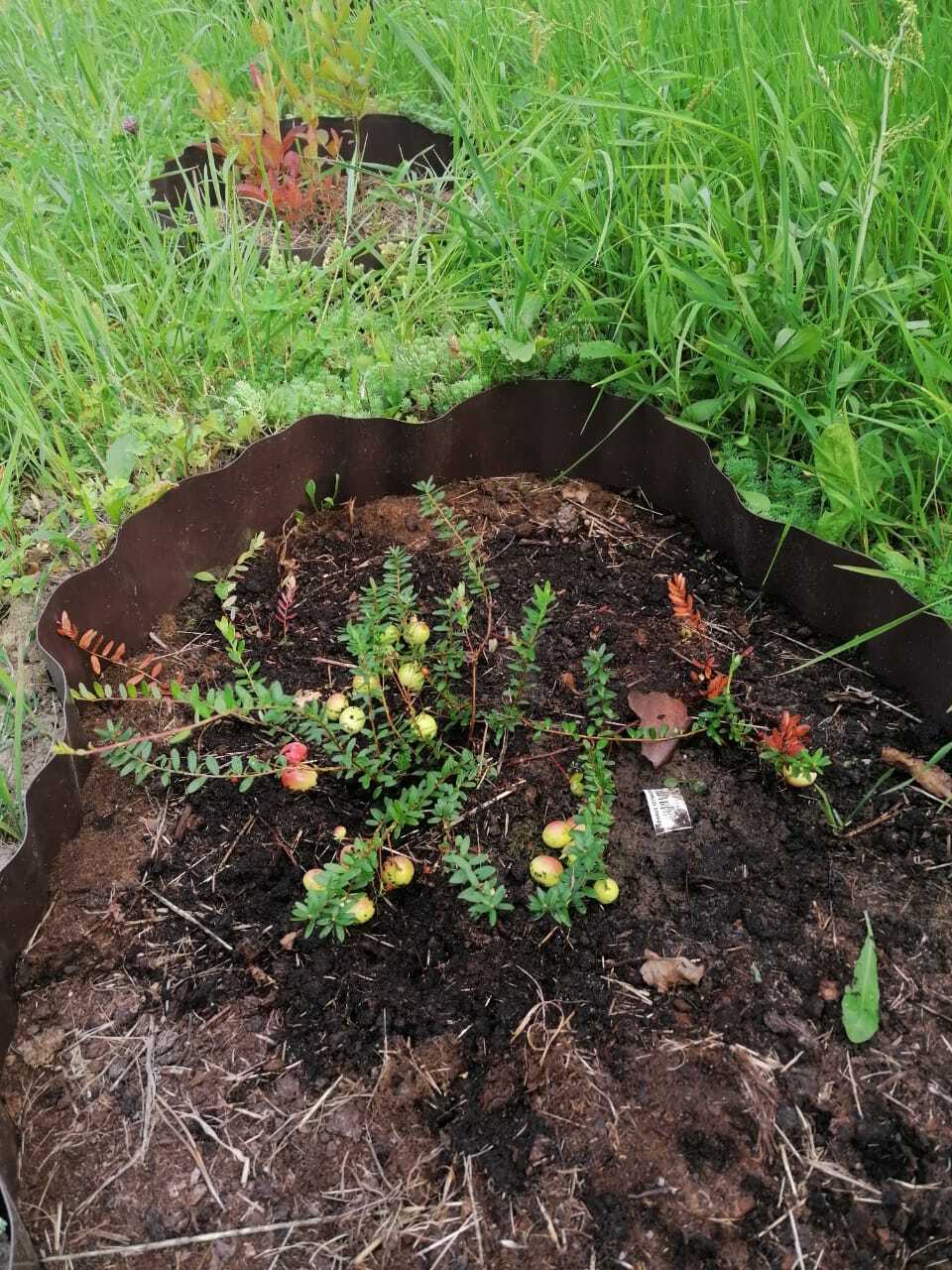 Cranberries - first harvest - My, Harvest, Gardening, Cranberry, Longpost, Berries