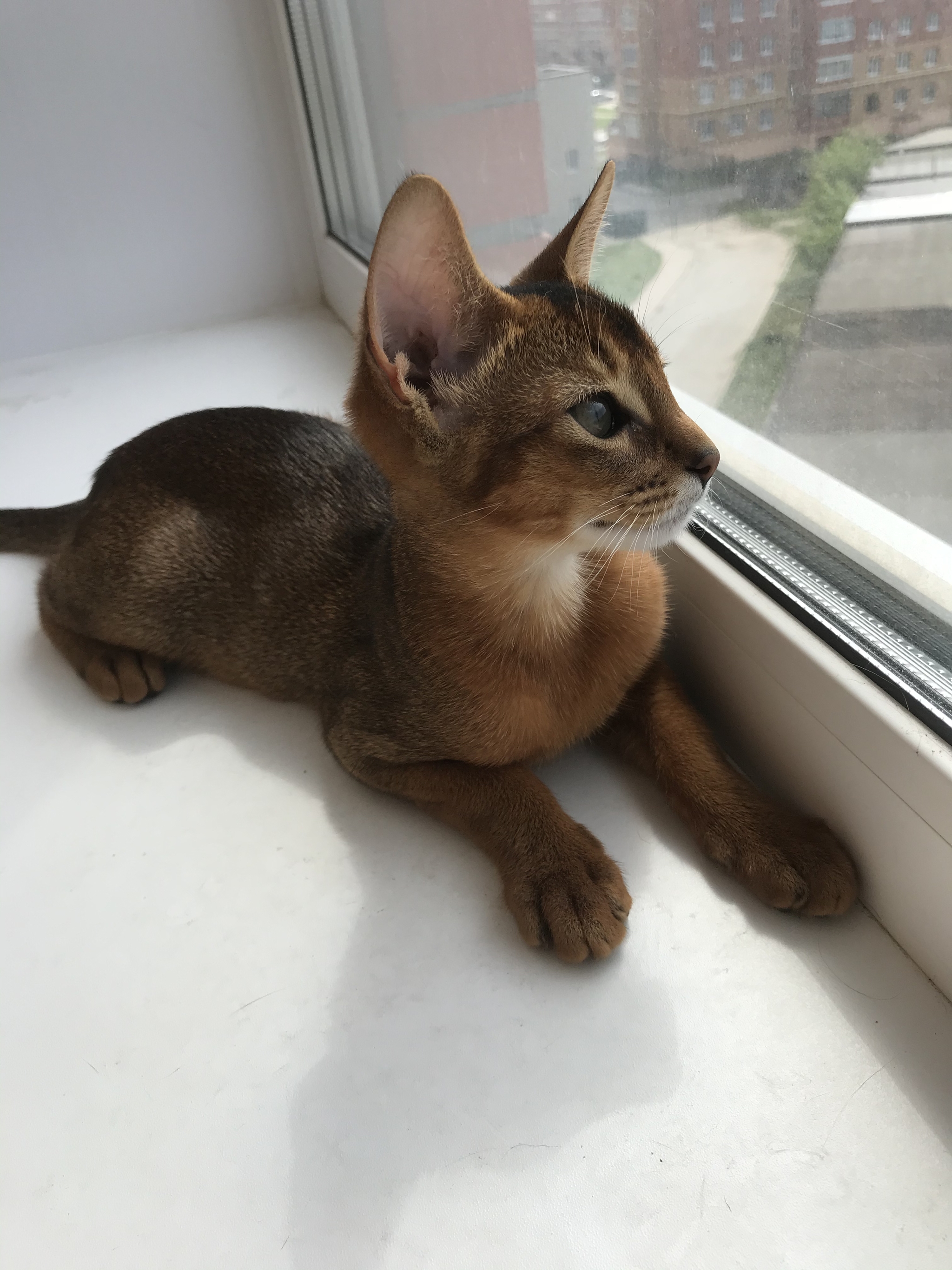 My first post - My, cat, Abyssinian cat, Longpost