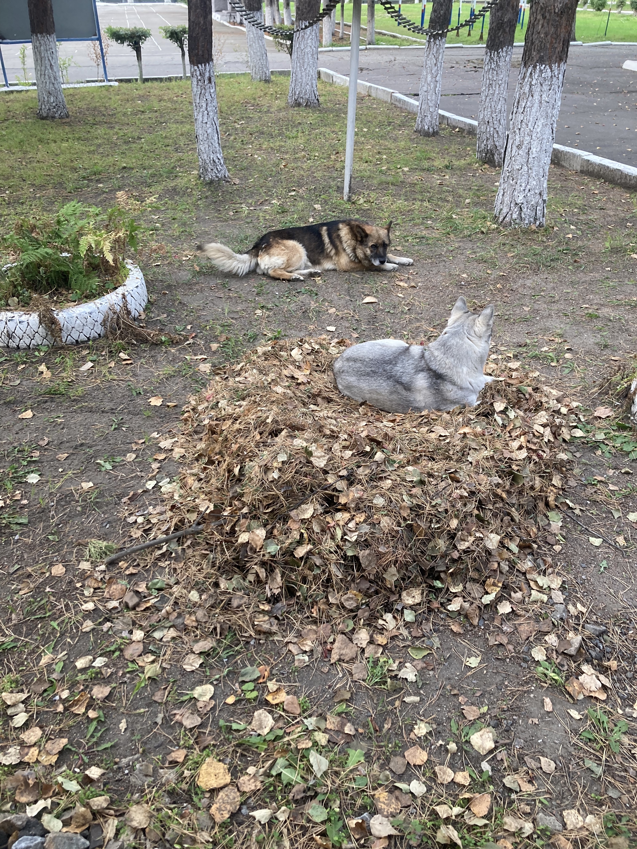 are nesting - My, Dog, Nest