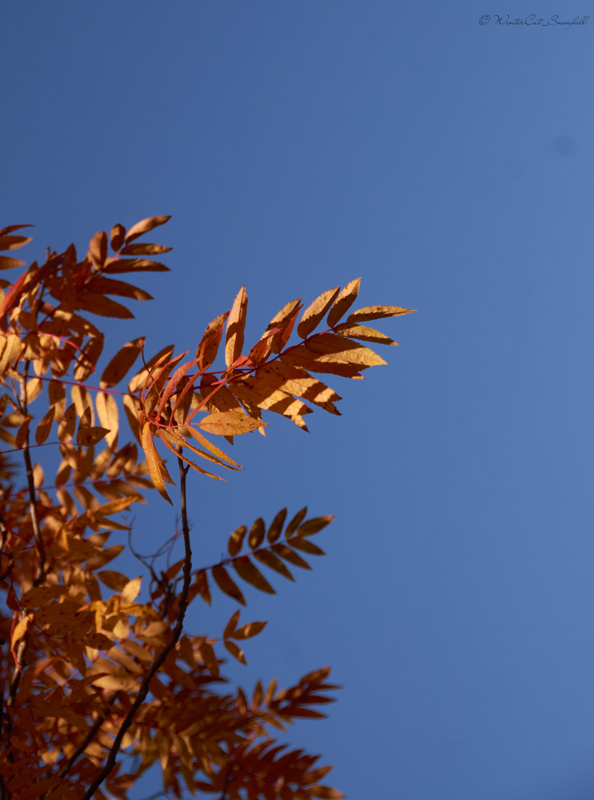 Magadan autumn - My, Images, Autumn, Magadan, Magadan Region, The nature of Russia, Forest, I want criticism, Longpost