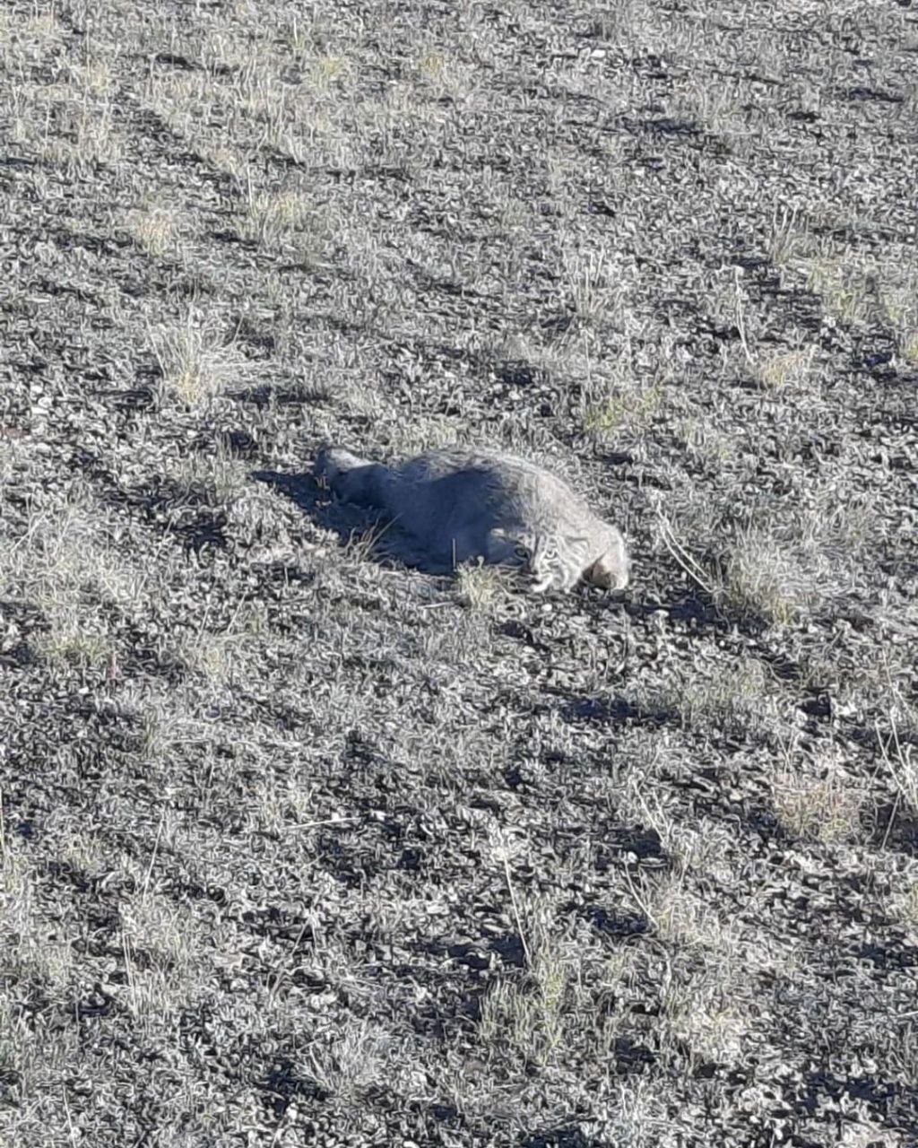 And here's a Kazakhstani manul, lit up in Tarbagatai - Pallas' cat, Pet the cat, Kazakhstan