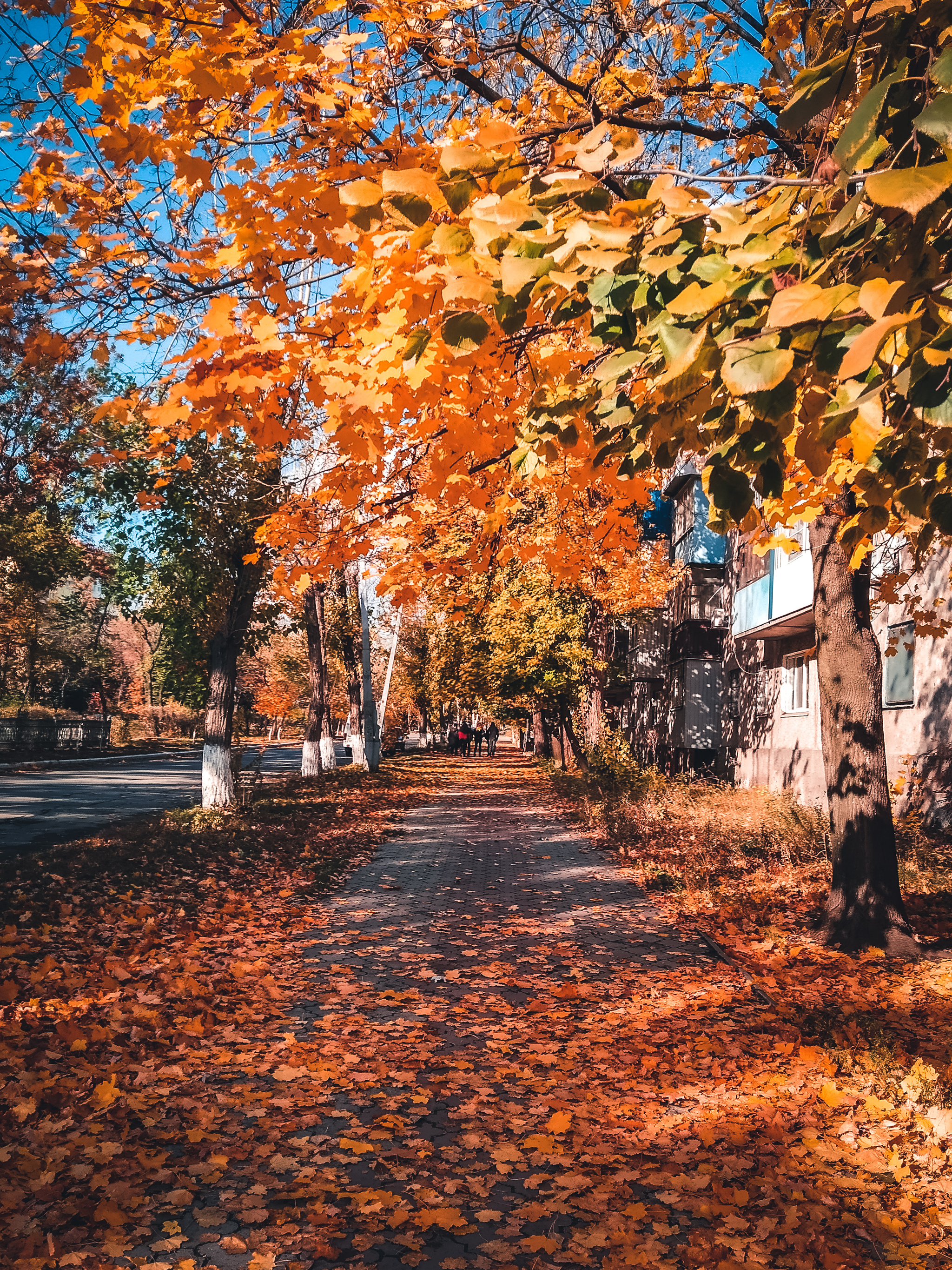 Осеннее - Моё, Осень, Листья, Фотография, Длиннопост