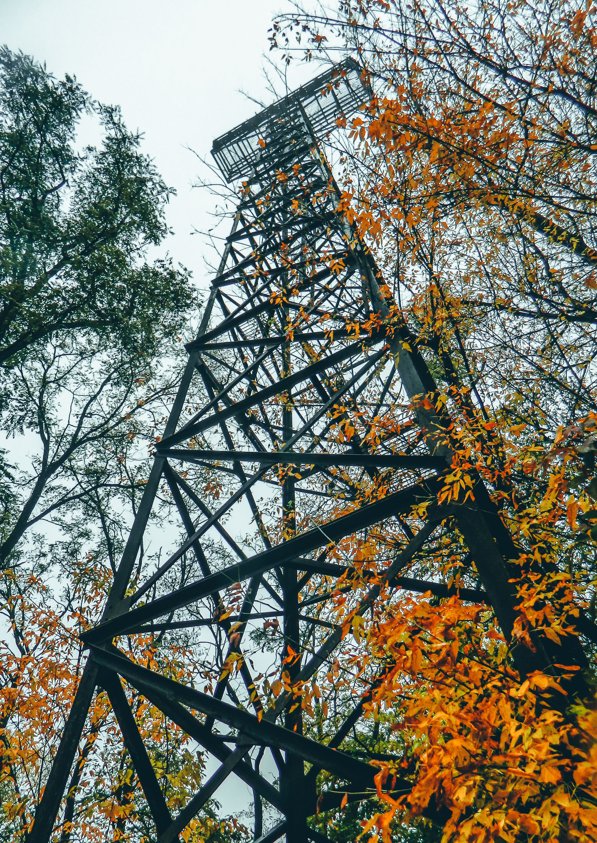 autumn - My, Autumn, Leaves, The photo, Longpost