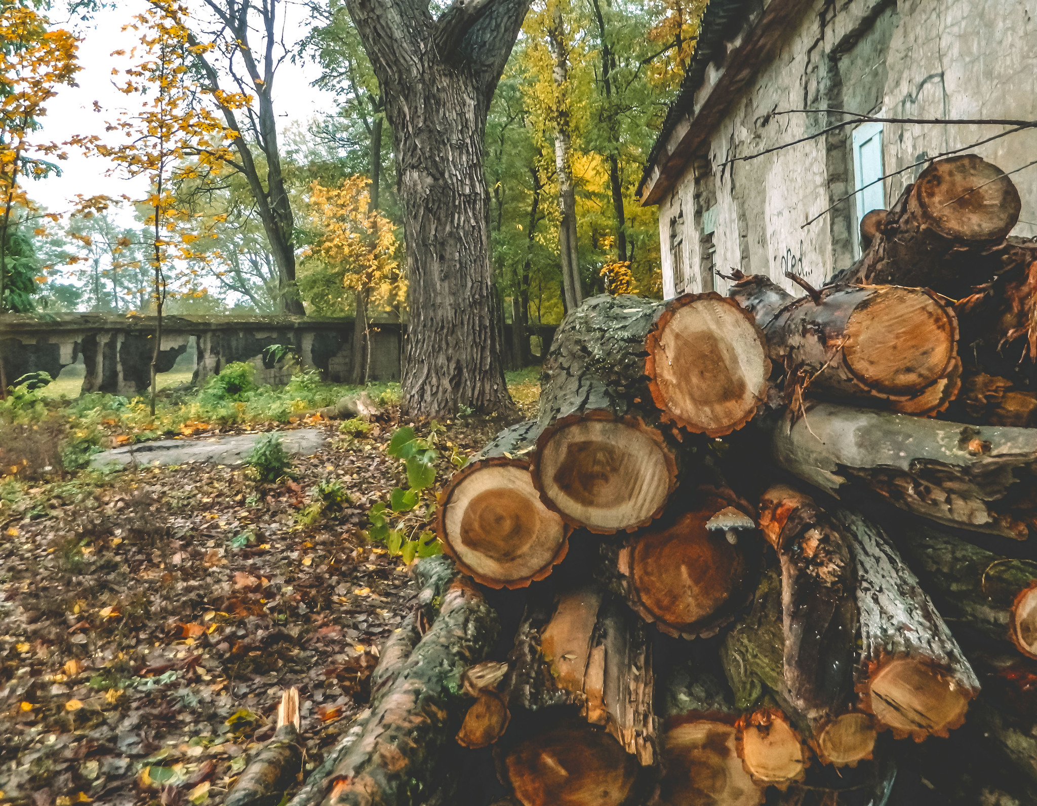 autumn - My, Autumn, Leaves, The photo, Longpost