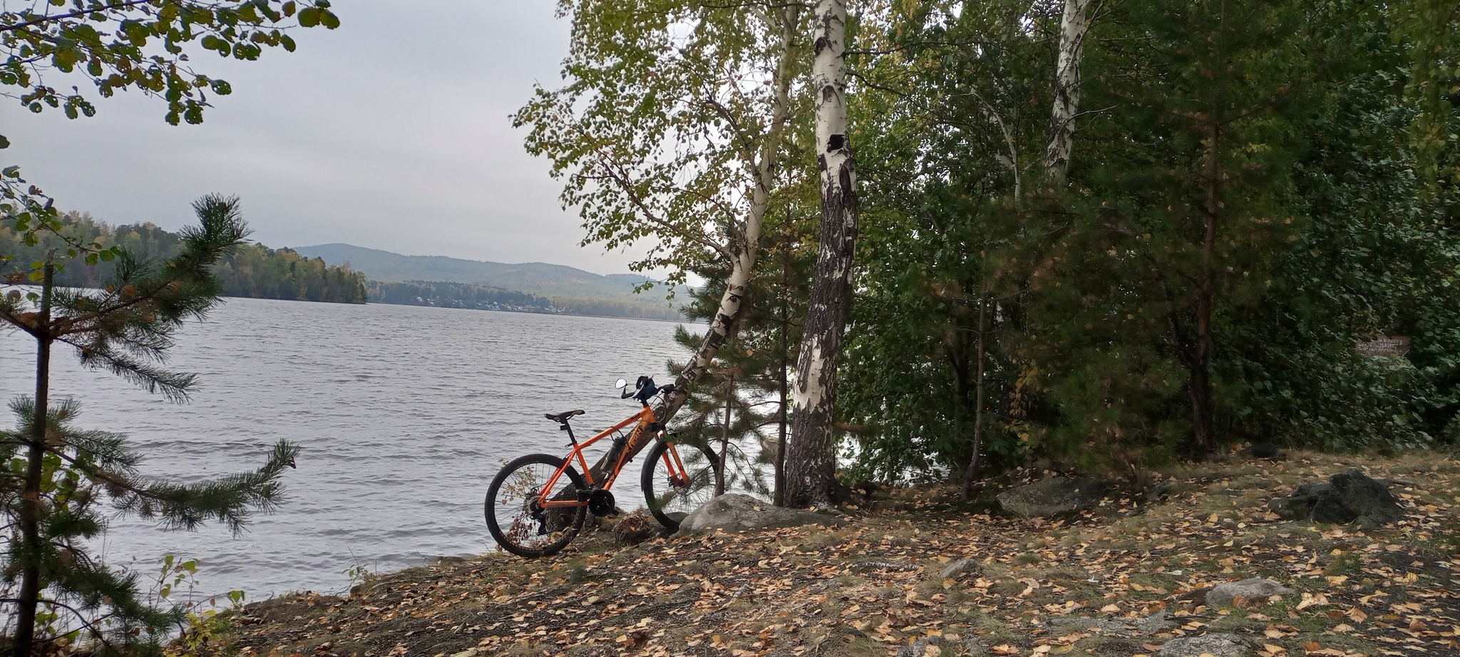 gold autumn - My, A bike, Autumn, Mobile photography, Forest, Longpost, Chelyabinsk region