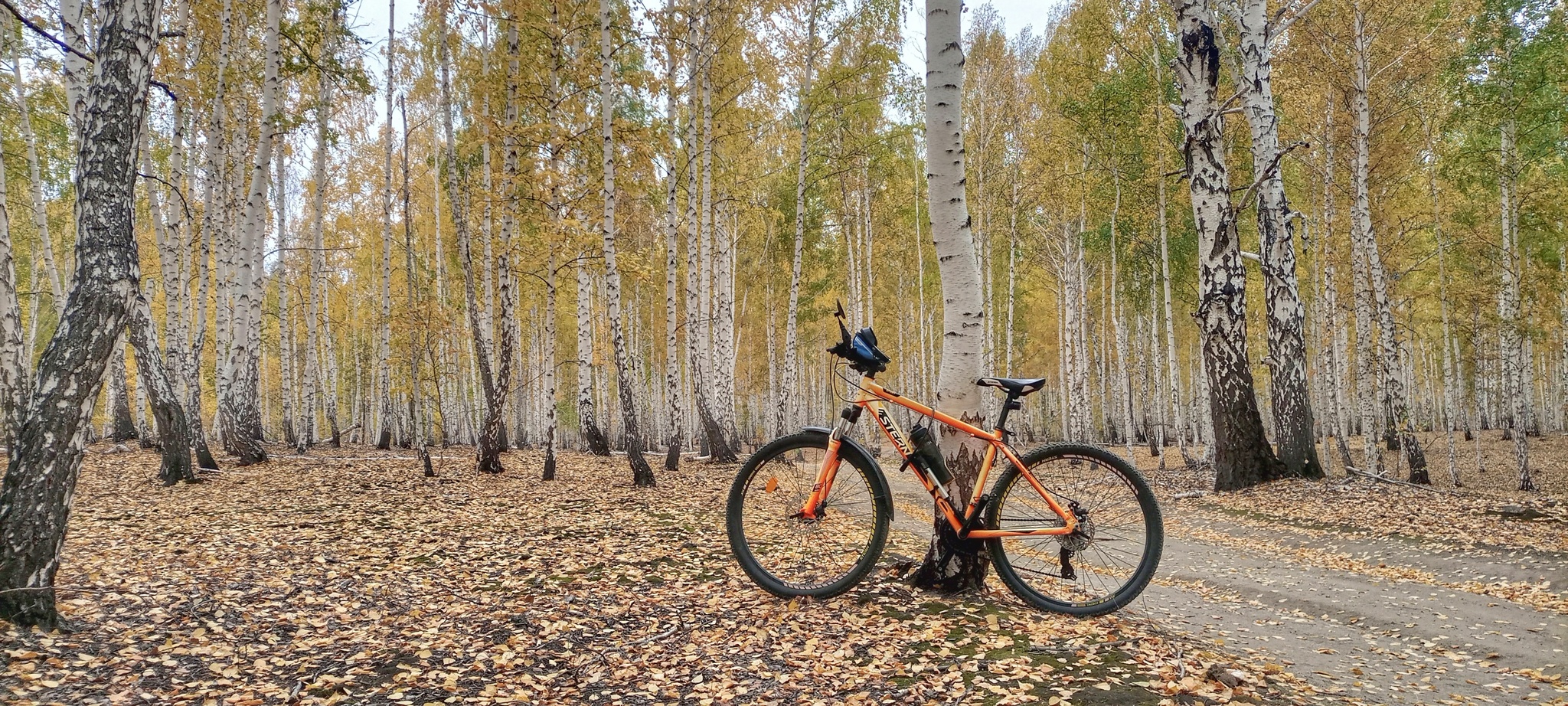 gold autumn - My, A bike, Autumn, Mobile photography, Forest, Longpost, Chelyabinsk region