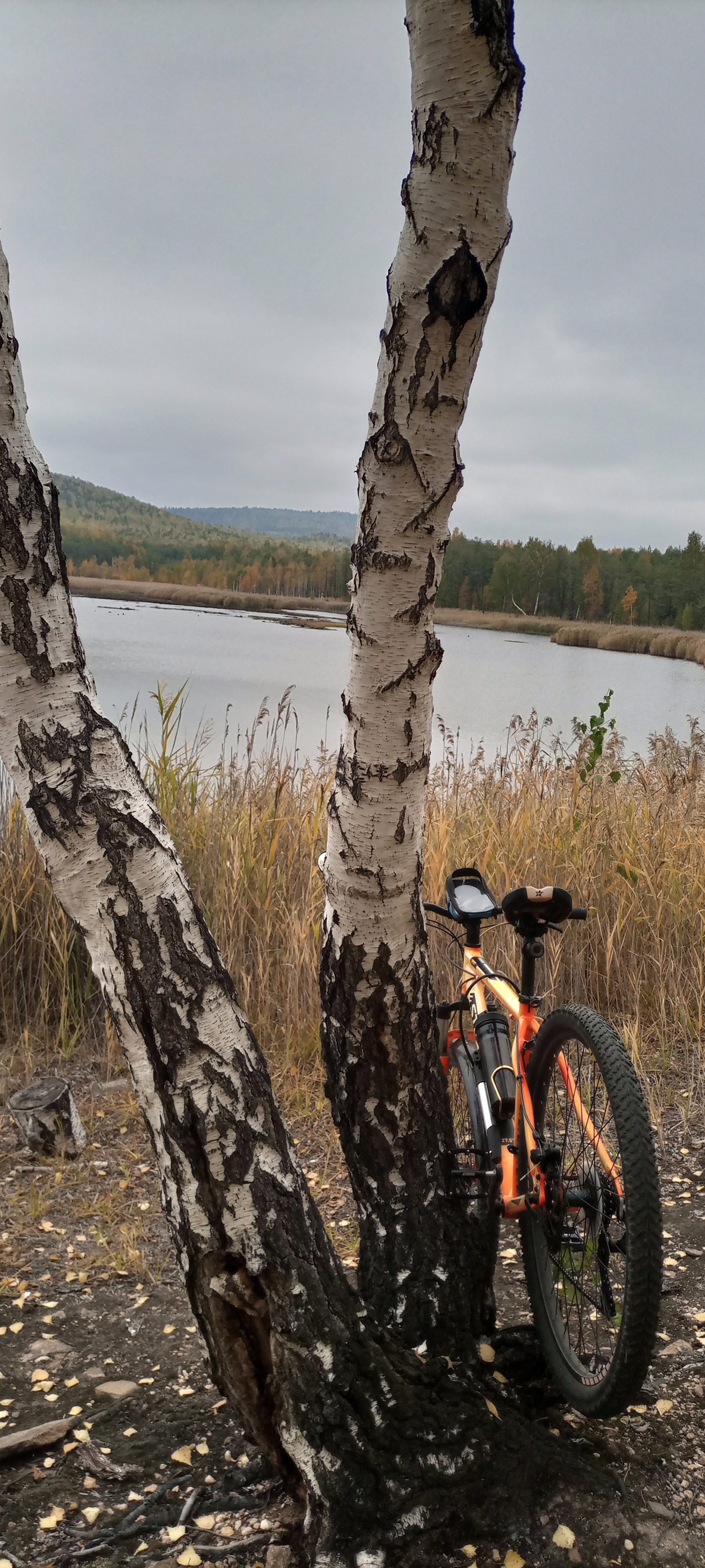 gold autumn - My, A bike, Autumn, Mobile photography, Forest, Longpost, Chelyabinsk region