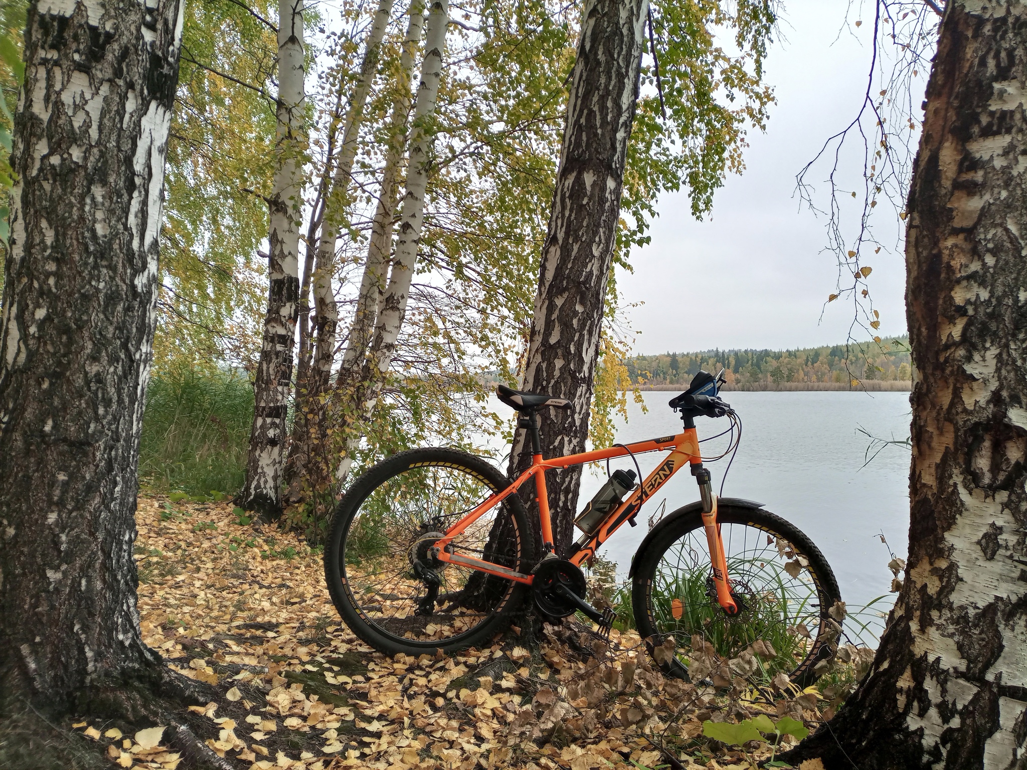 gold autumn - My, A bike, Autumn, Mobile photography, Forest, Longpost, Chelyabinsk region