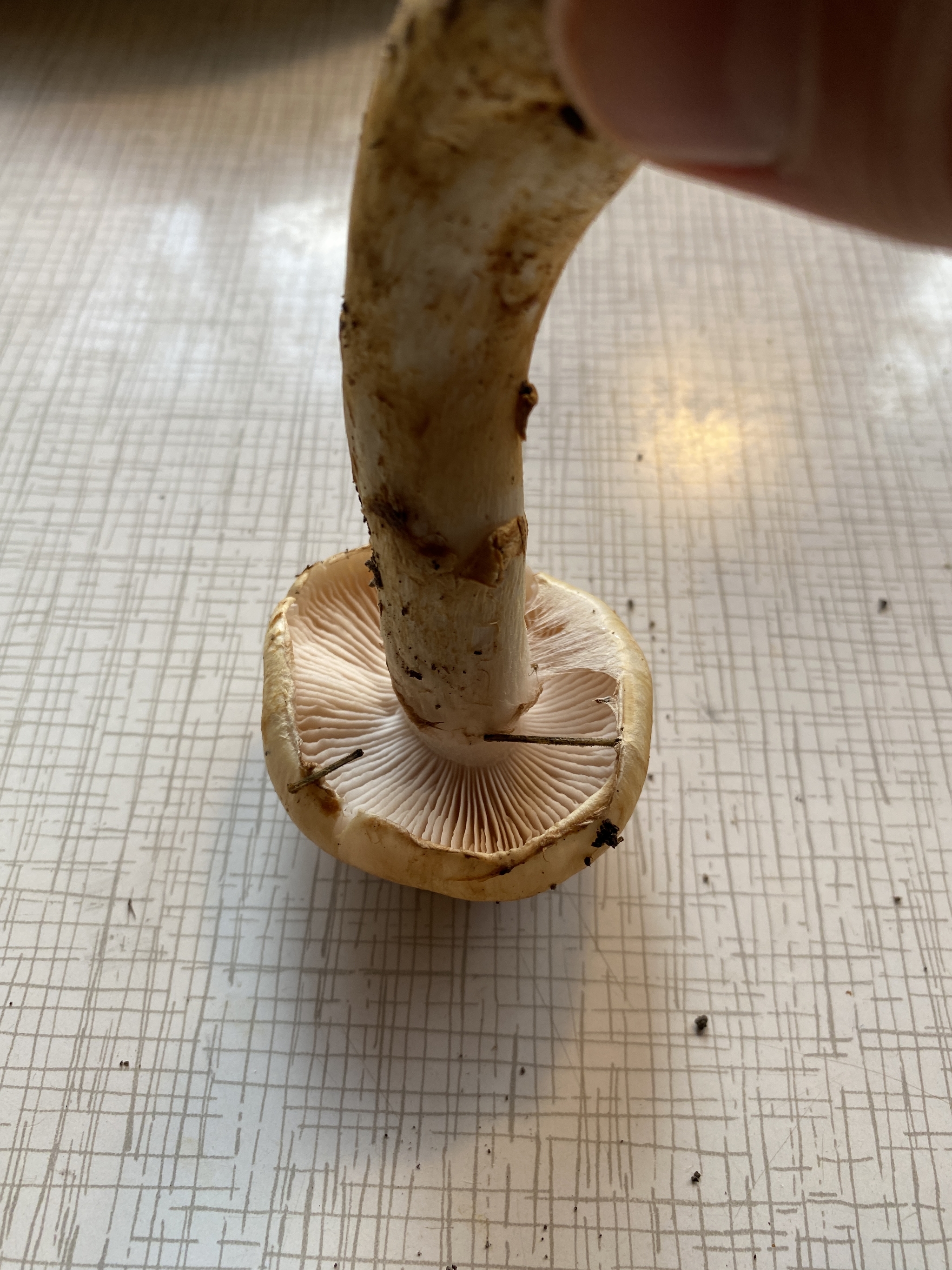 Help identifying a mushroom - My, Mushroom pickers, Mushrooms, Silent hunt, Longpost