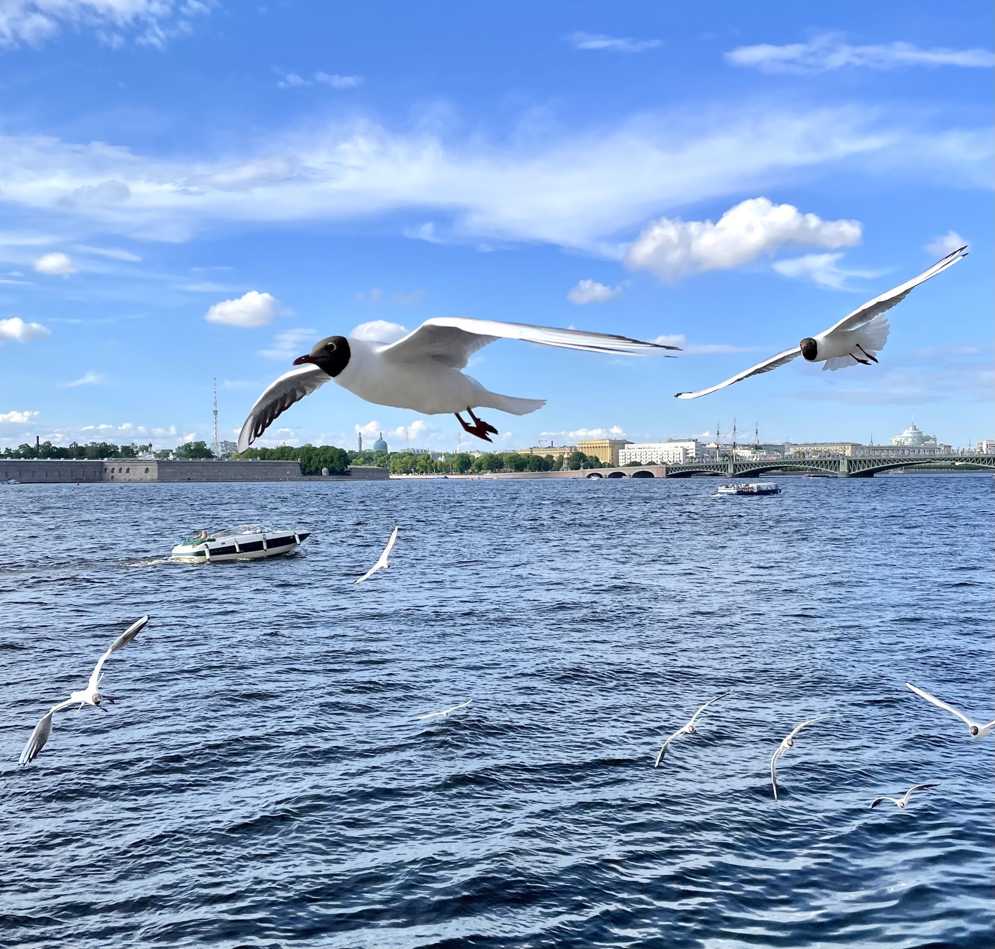 Просто Питер - Моё, Санкт-Петербург, Мобильная фотография, Город, Кот, Длиннопост, Улица, Iphone 12