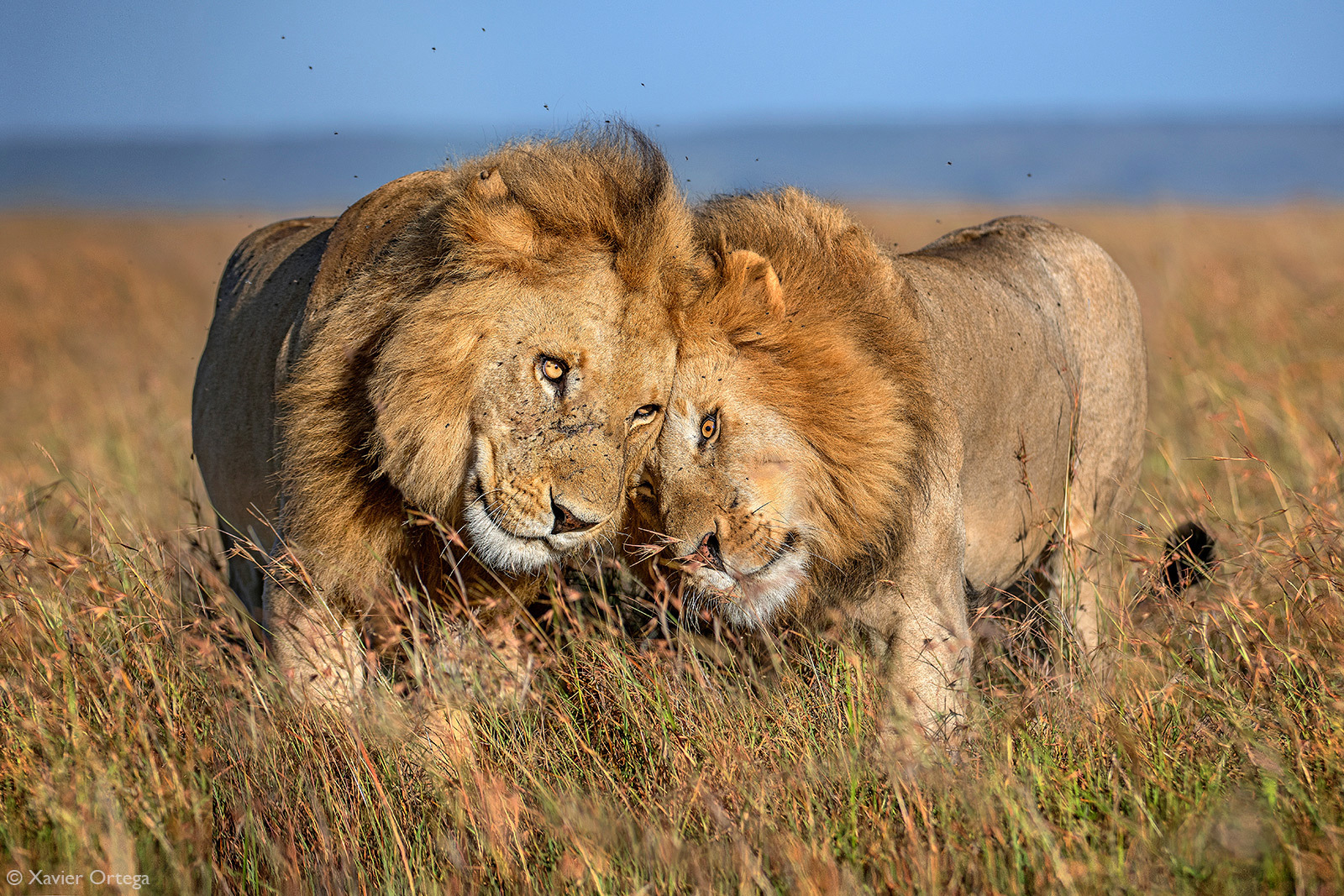 Brothers - a lion, Rare view, Big cats, Cat family, Mammals, Animals, Wild animals, wildlife, Nature, Reserves and sanctuaries, Masai Mara, Africa, The photo