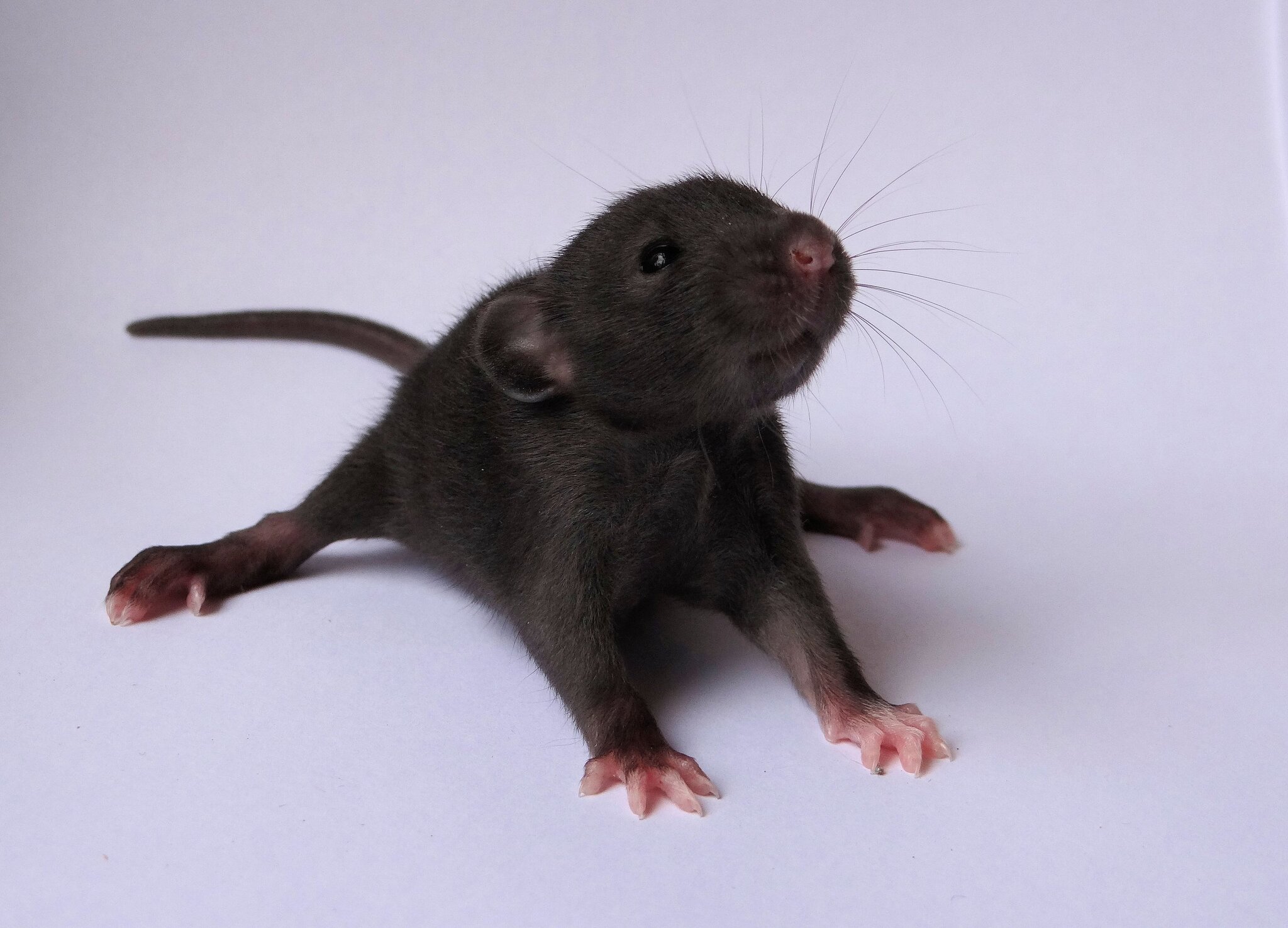 Volochkova - Decorative rats, Rat, The photo