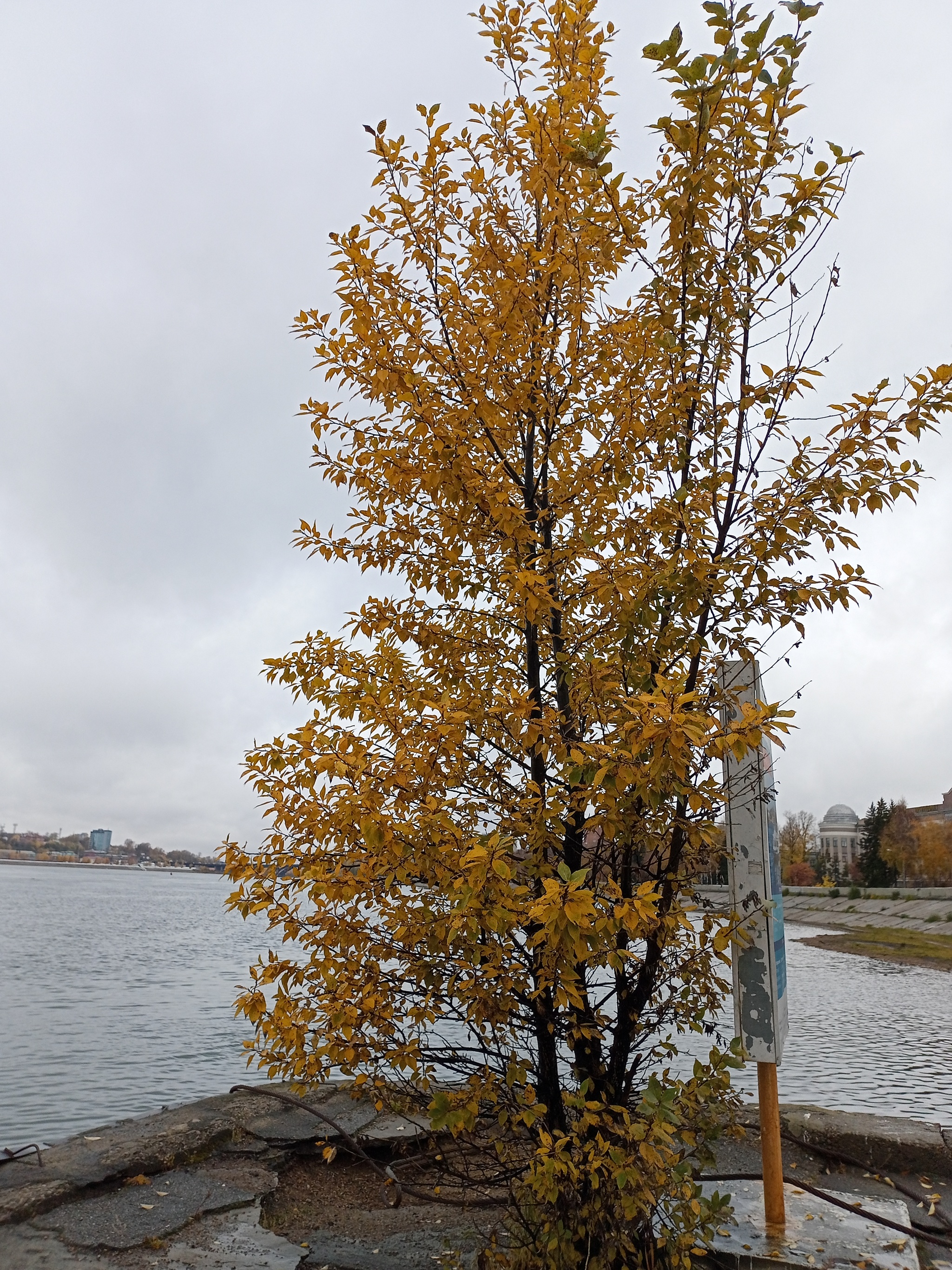 Fall has come - My, Irkutsk, Autumn, Longpost