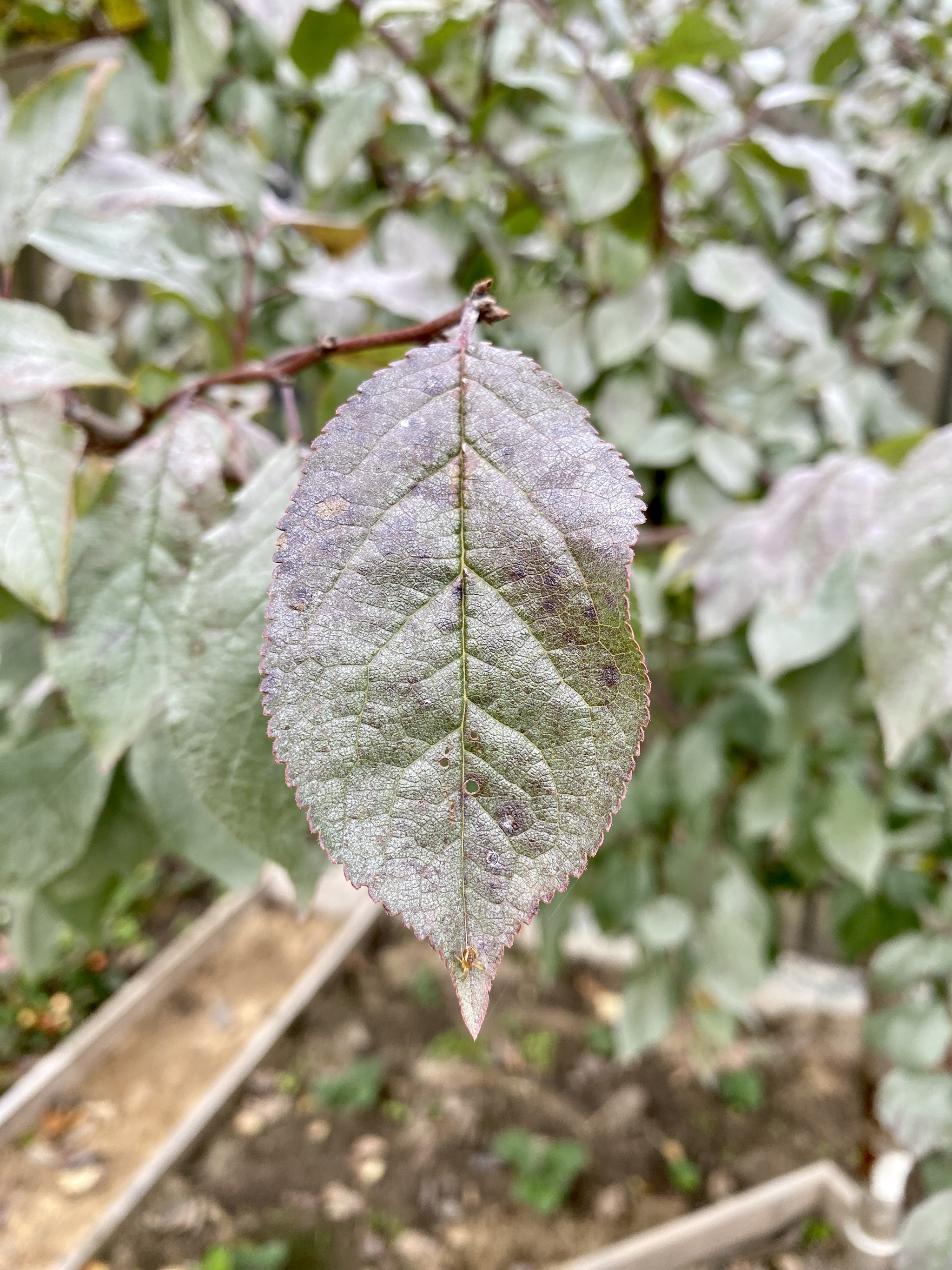 Silvery plum leaves - My, Plum, Garden, Longpost