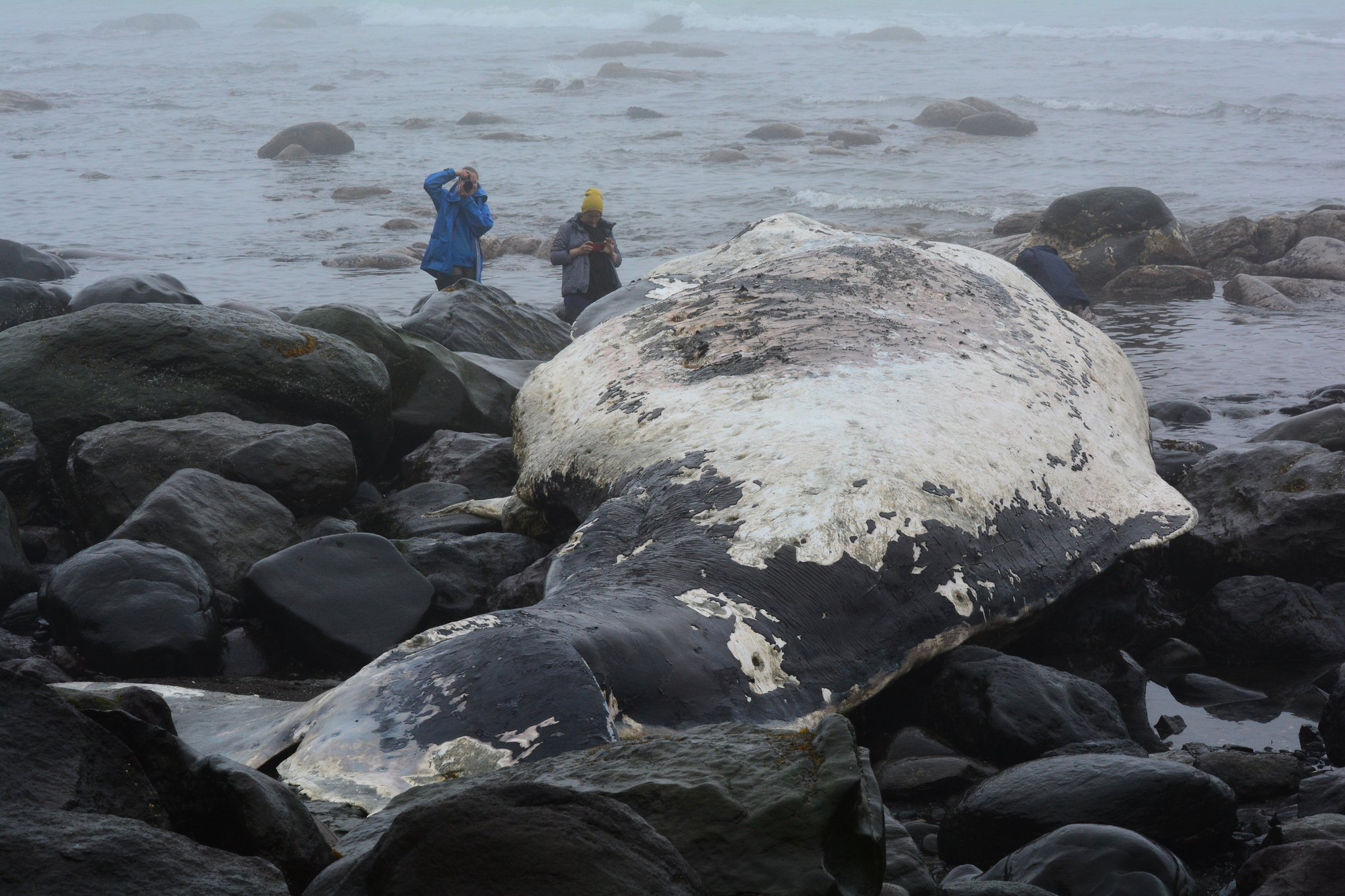 Merciless Pacific Ocean - My, Whale, Kunashir, Pacific Ocean, Wild animals, South Kurils, Longpost