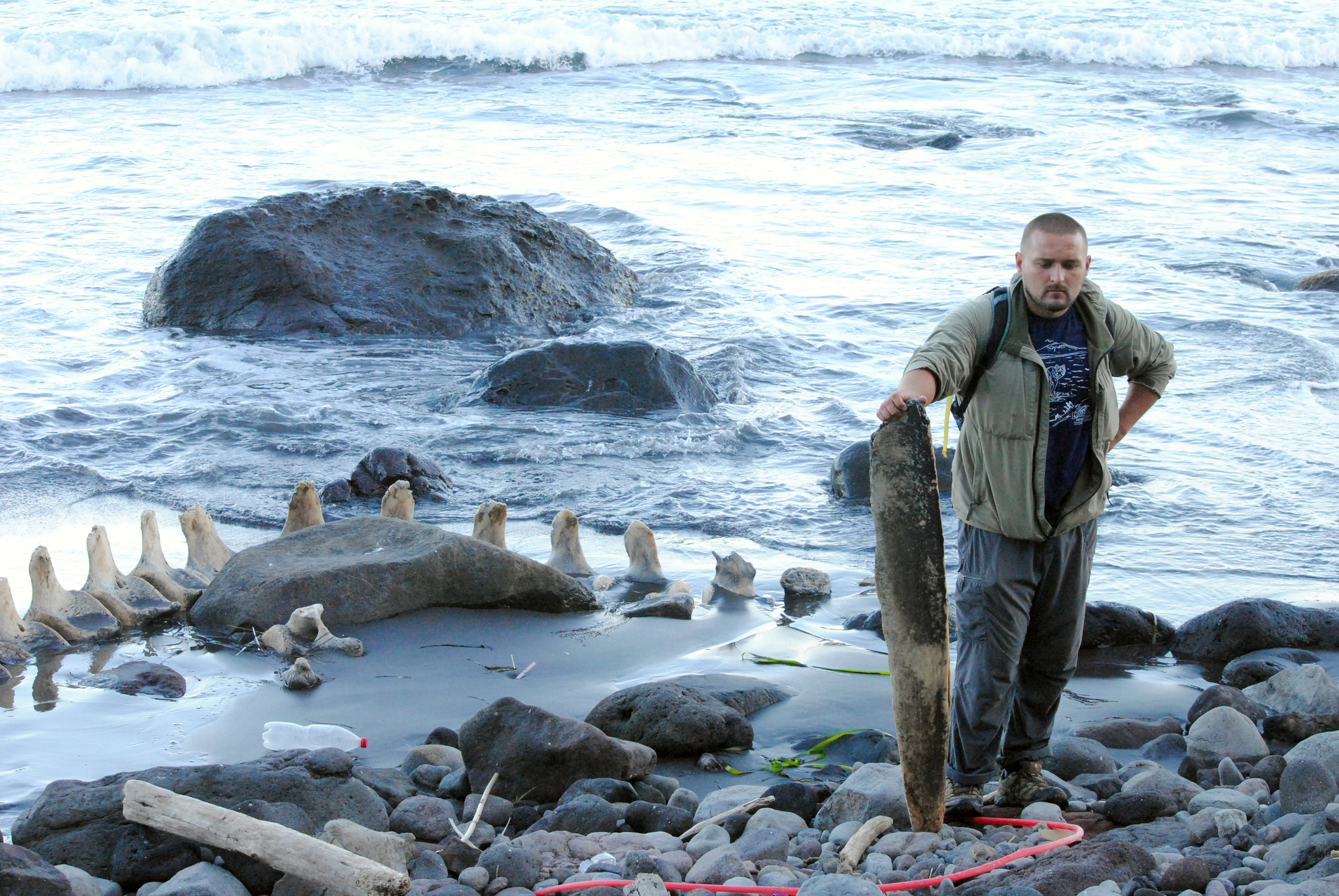 Merciless Pacific Ocean - My, Whale, Kunashir, Pacific Ocean, Wild animals, South Kurils, Longpost