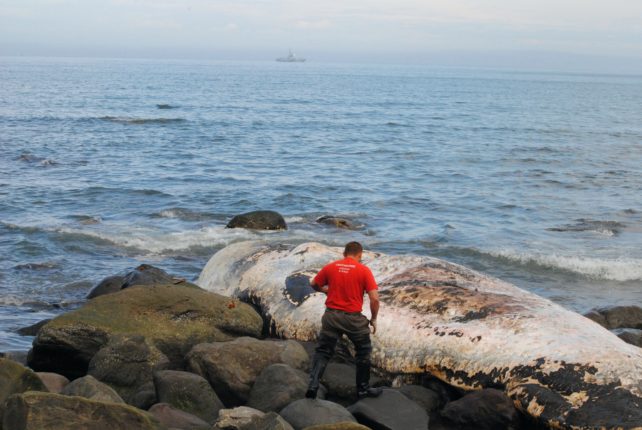 Merciless Pacific Ocean - My, Whale, Kunashir, Pacific Ocean, Wild animals, South Kurils, Longpost