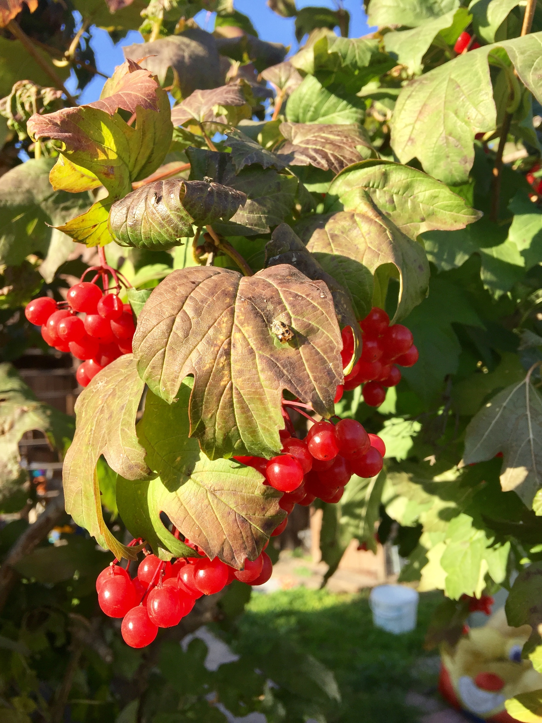 Siberian berries. Ой Калина Ой рябина.