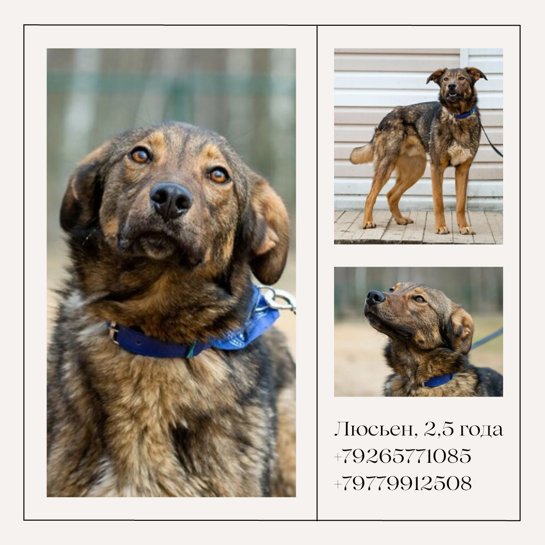 Lucien. - My, Dog, Shelter, Animal shelter, The rescue, Help, In good hands, No rating, Moscow, Moscow region, Longpost, Milota