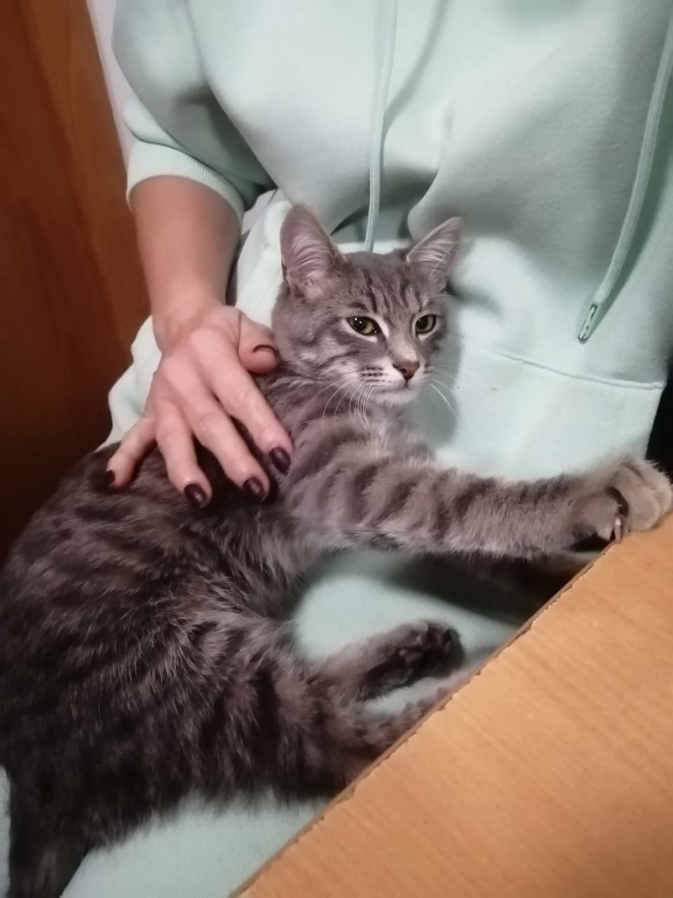 Magnitogorsk: looking for a home for a cat! - My, No rating, cat, In good hands, Homeless animals, Longpost, Magnitogorsk