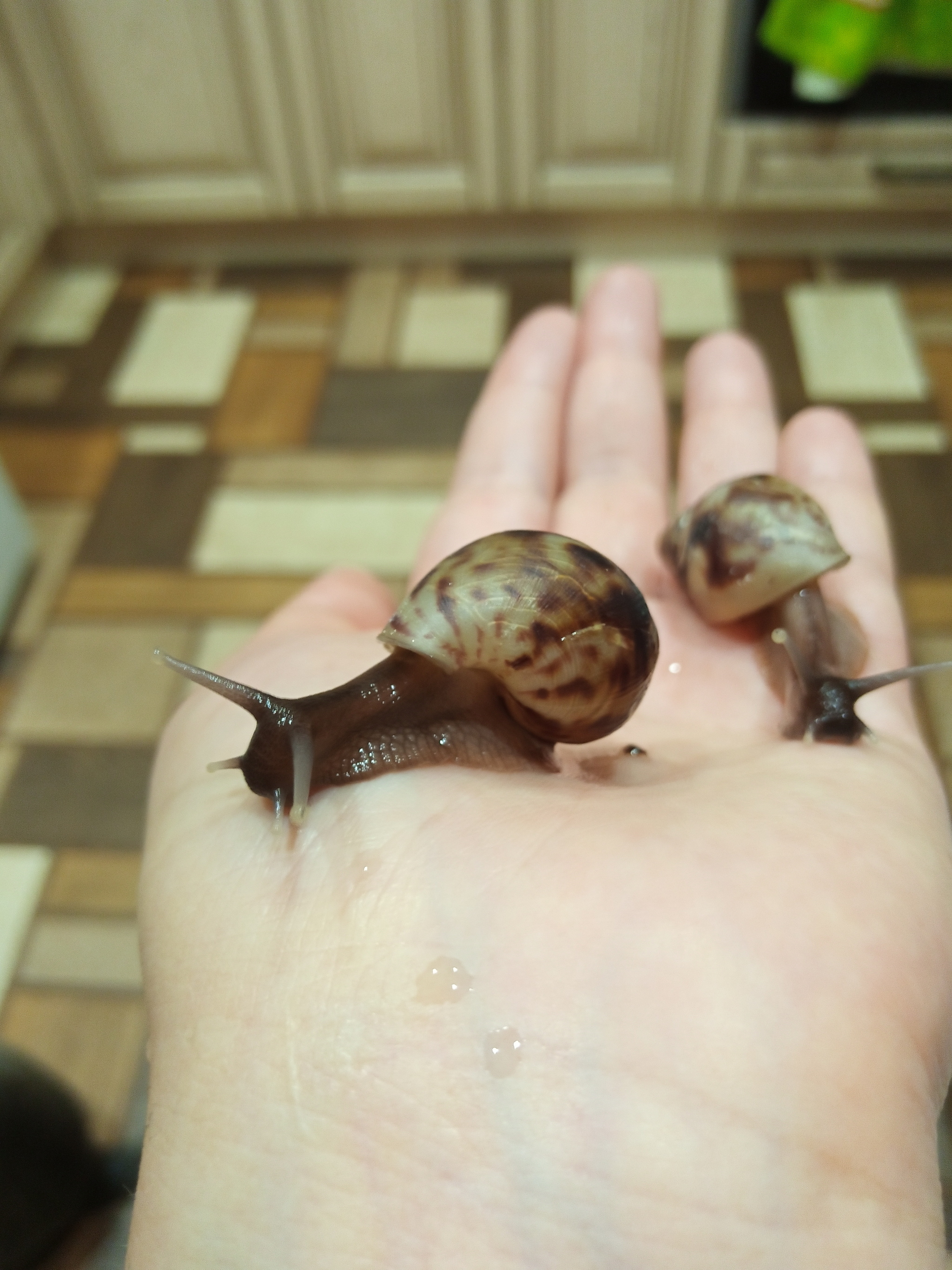 Snail - My, Snail, Achatina, Pets, Longpost