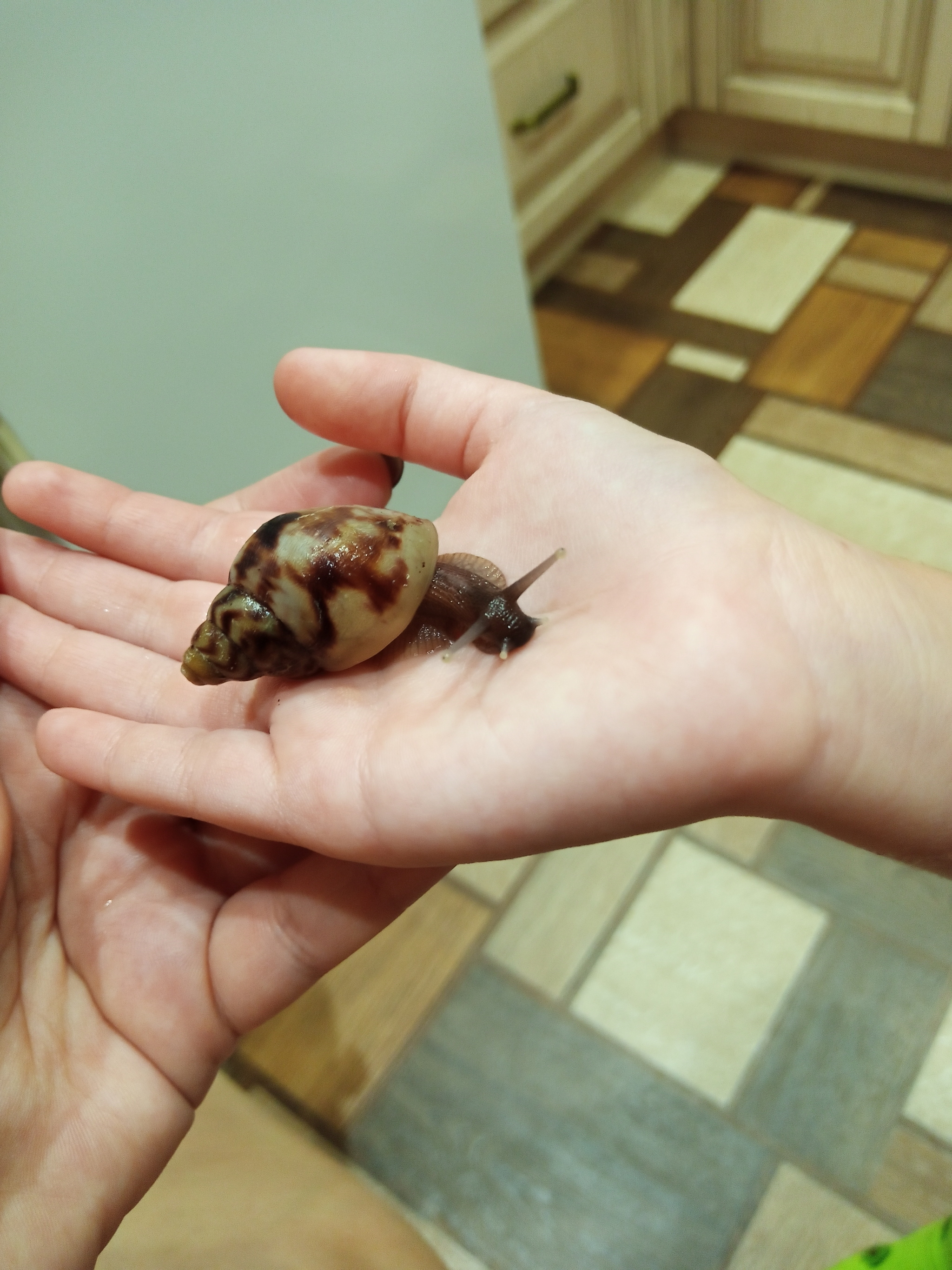 Snail - My, Snail, Achatina, Pets, Longpost